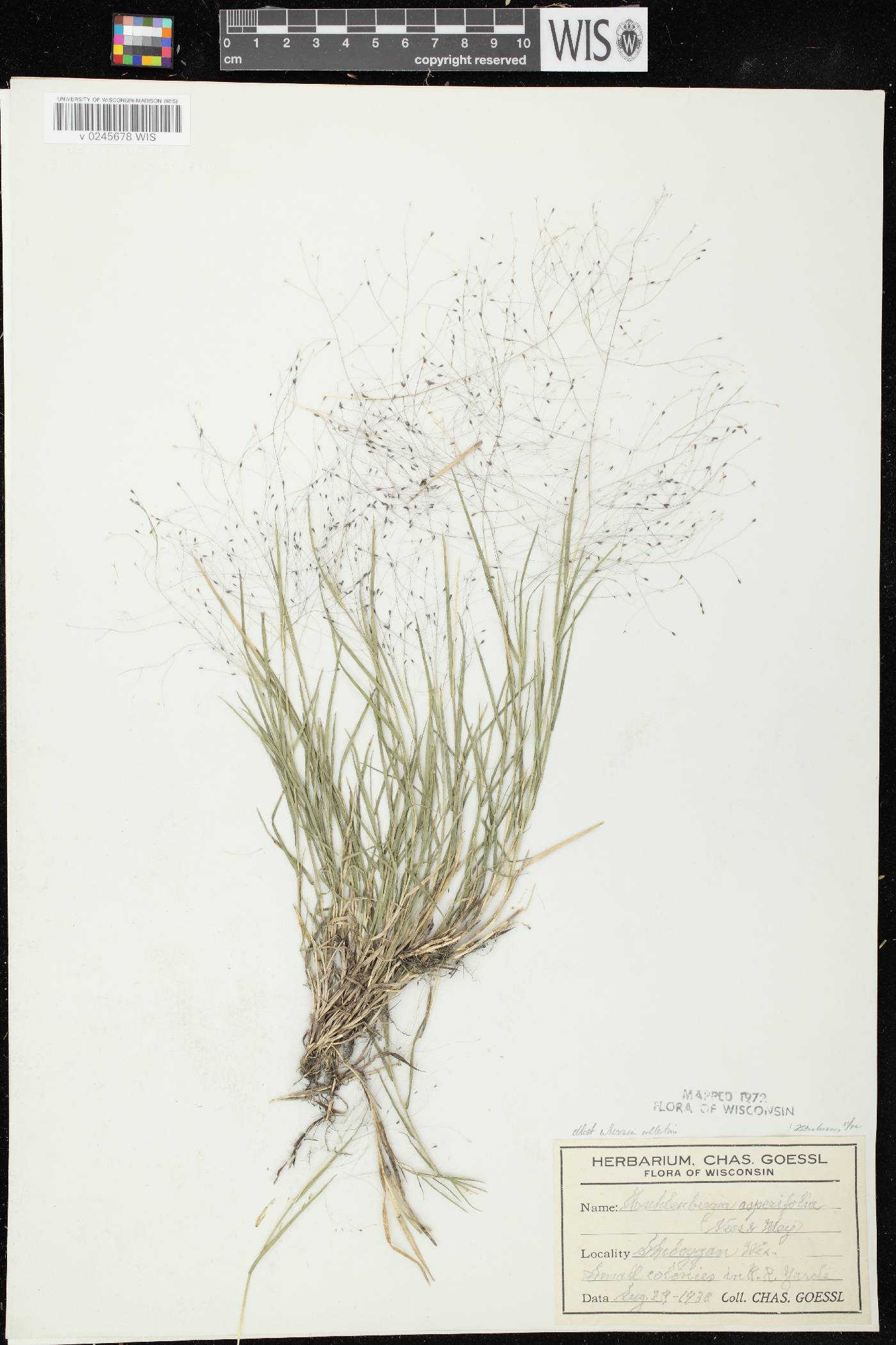 Muhlenbergia asperifolia image