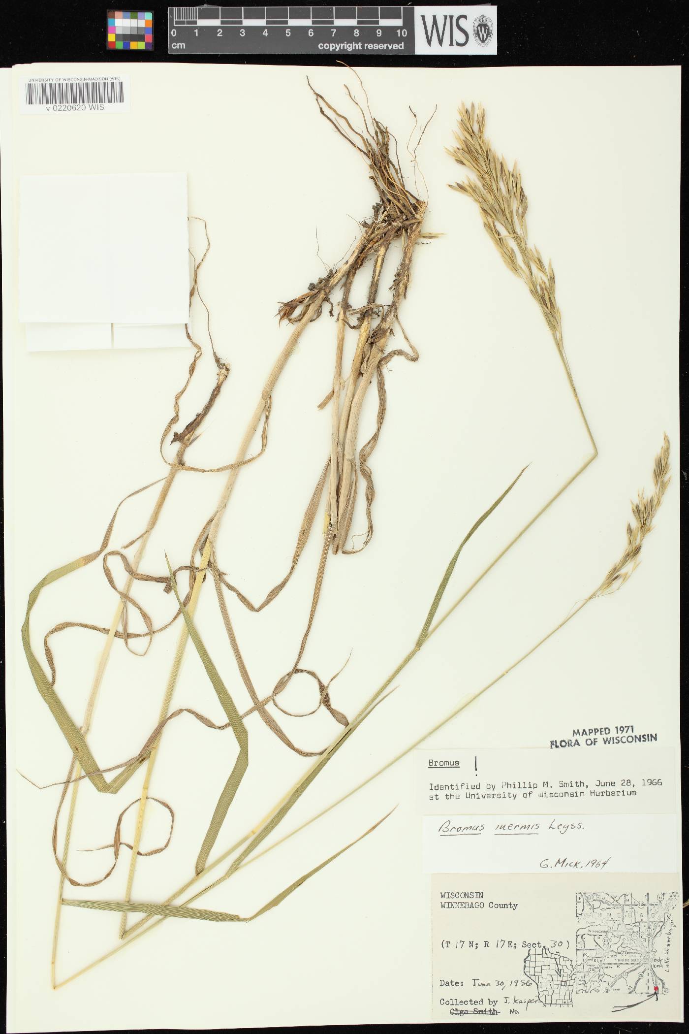 Bromus inermis image