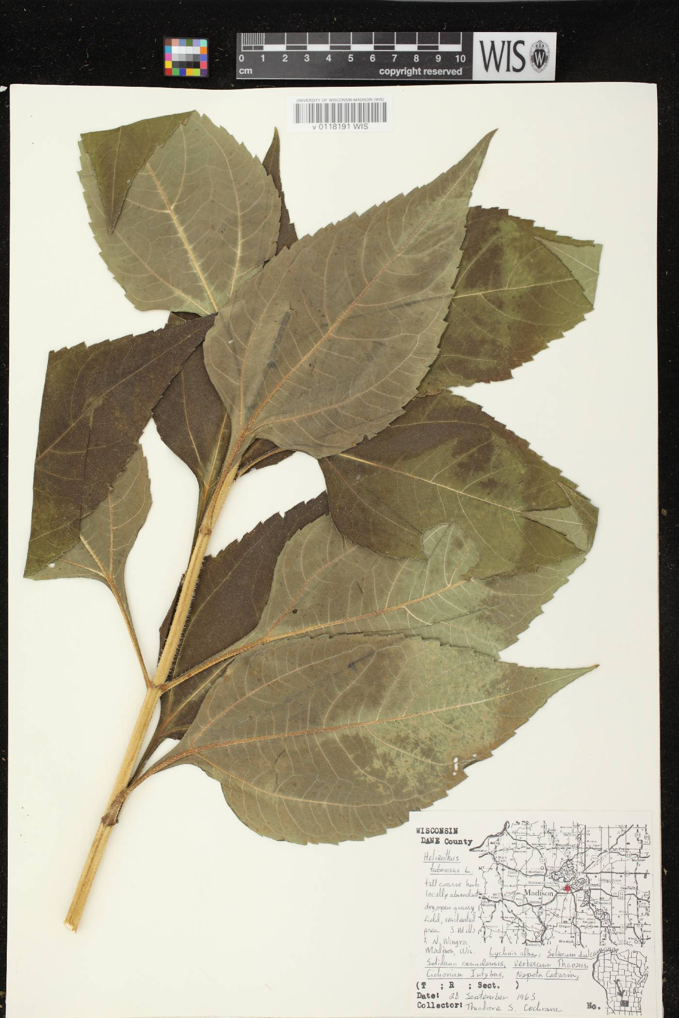 Helianthus tuberosus image