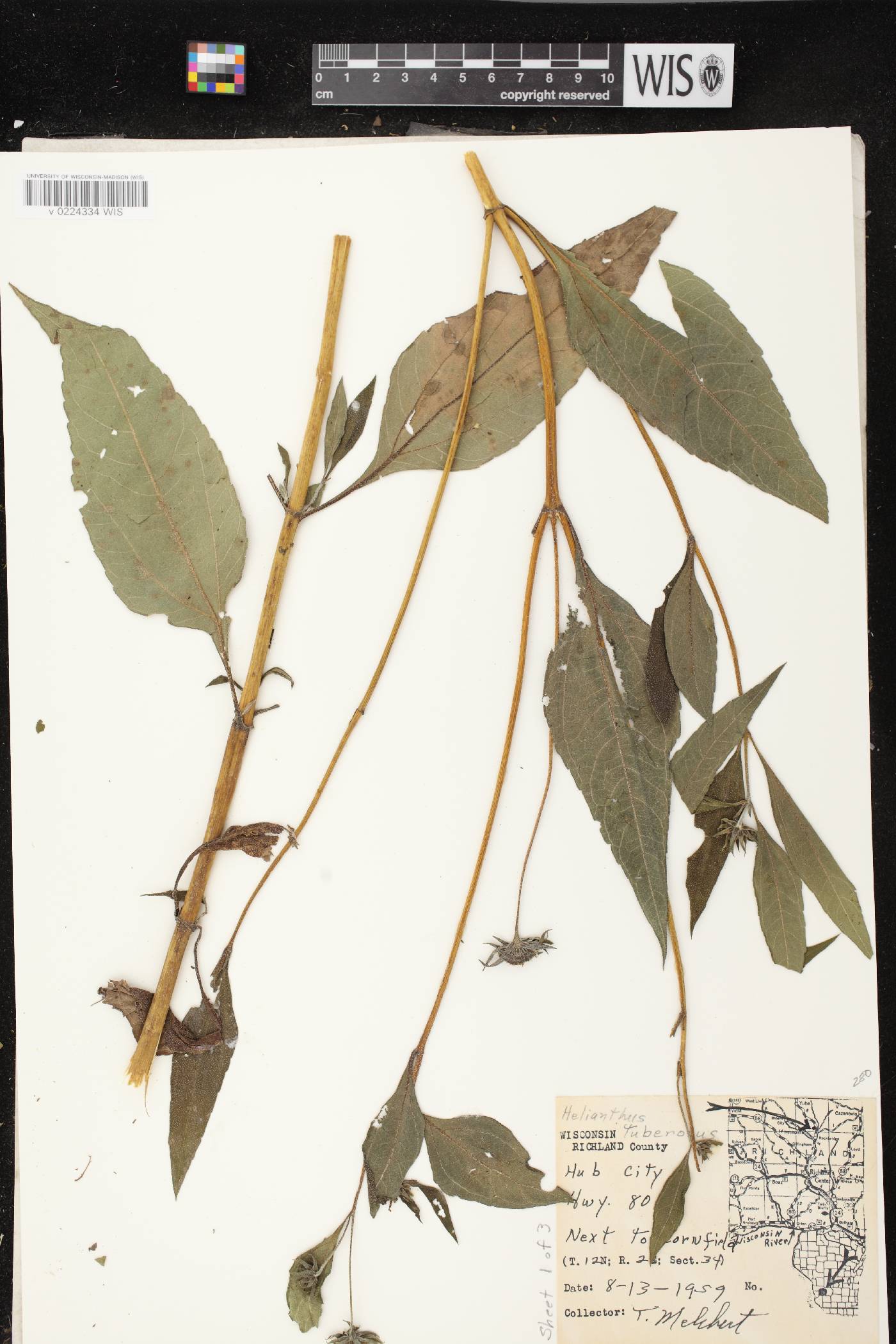 Helianthus tuberosus image