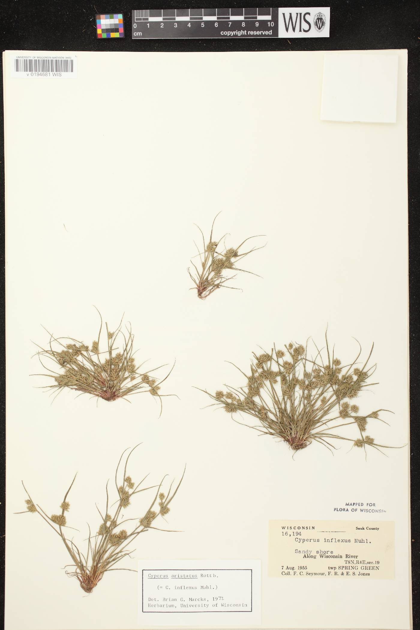 Cyperus squarrosus image