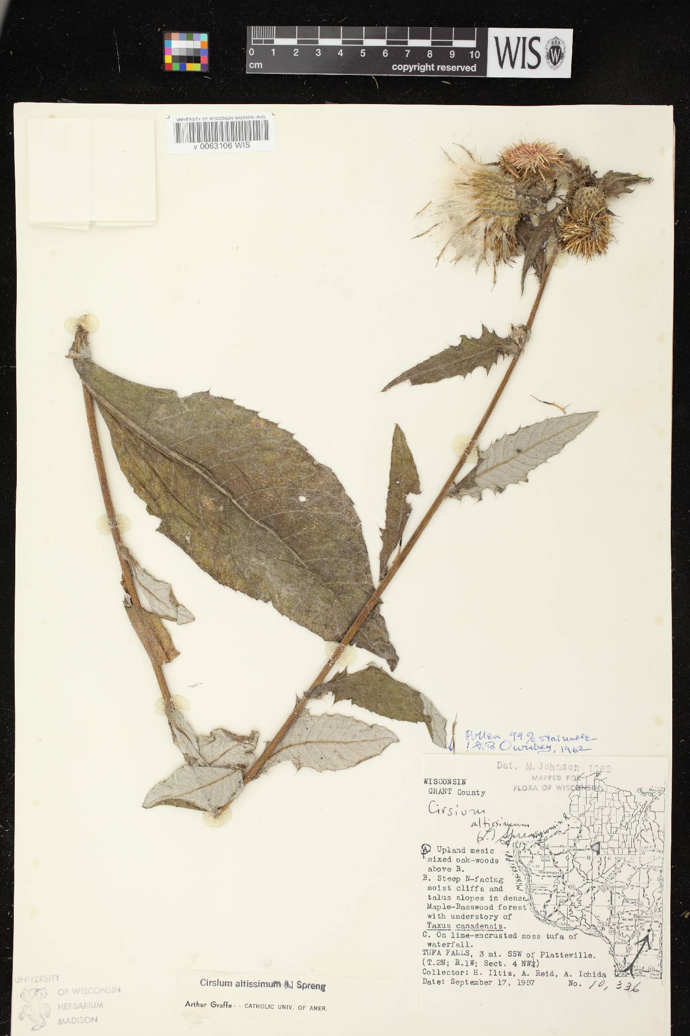 Cirsium altissimum image