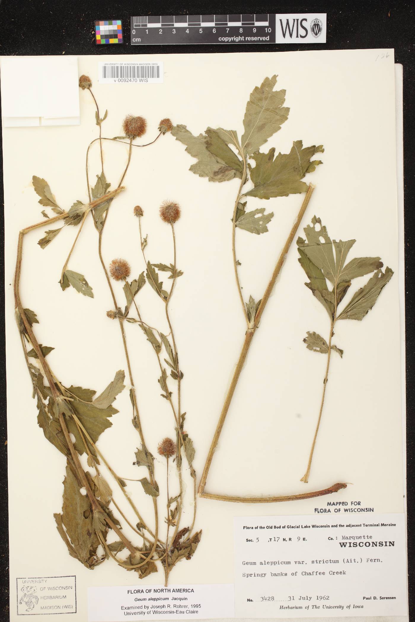 Geum aleppicum image
