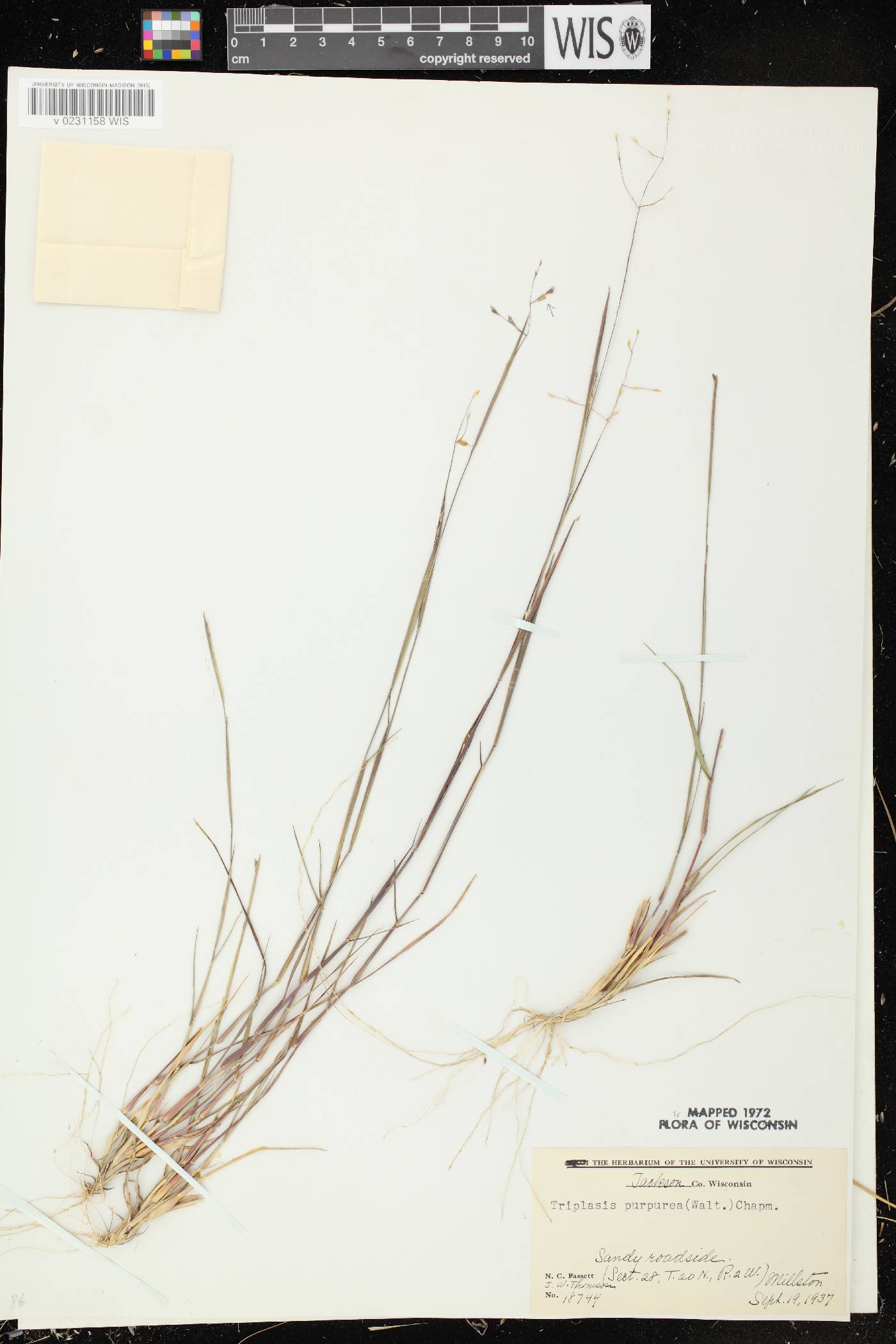 Triplasis purpurea image