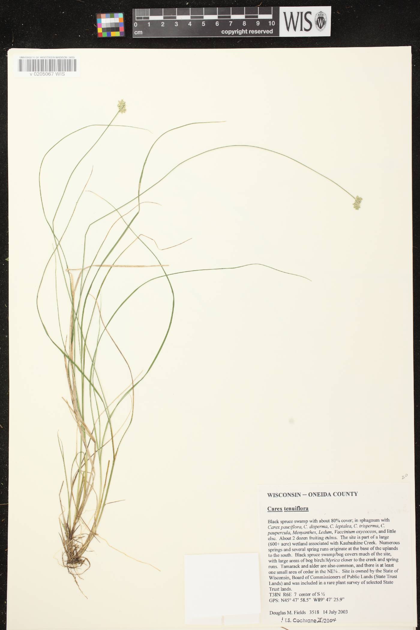 Carex tenuiflora image