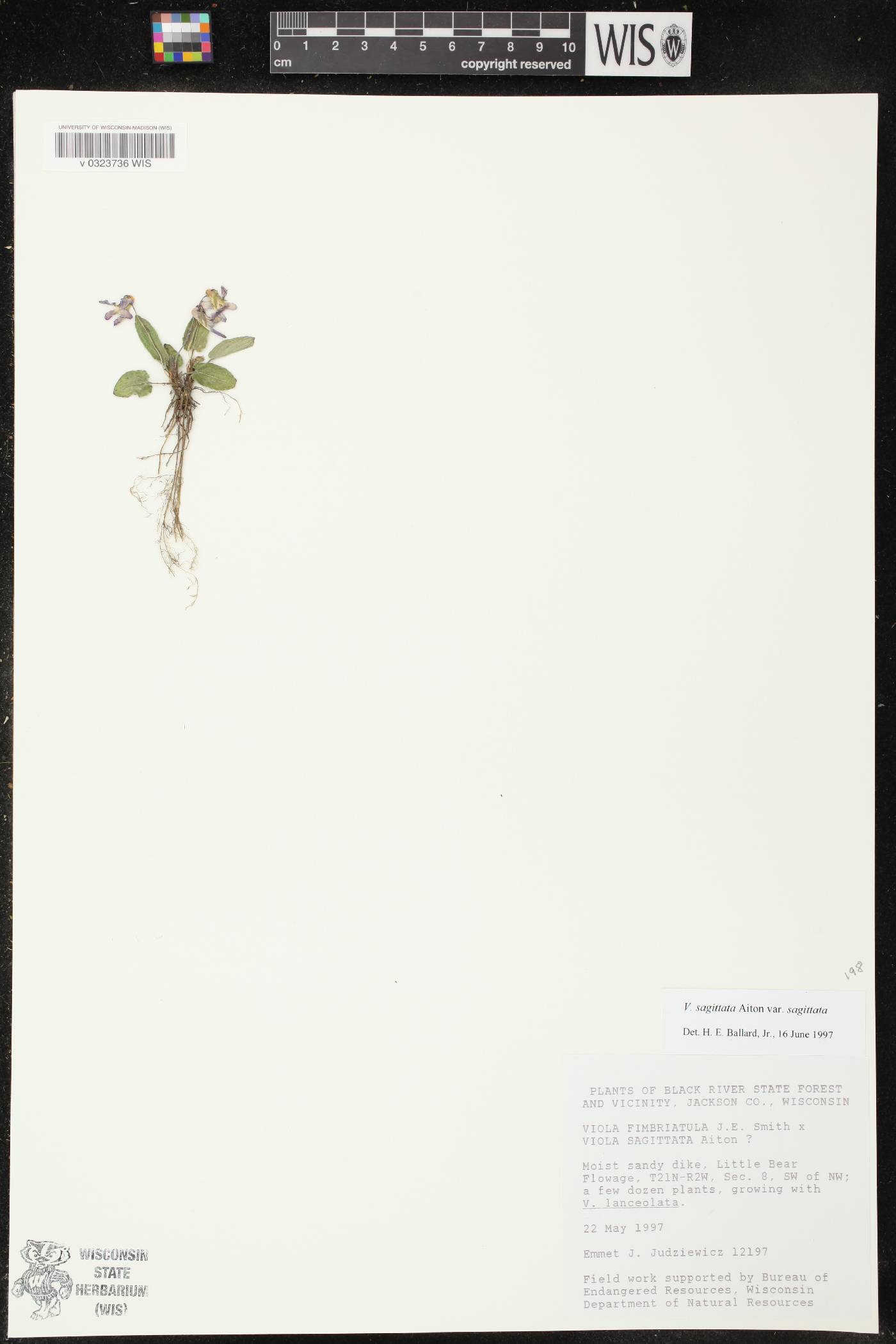 Viola sagittata var. sagittata image