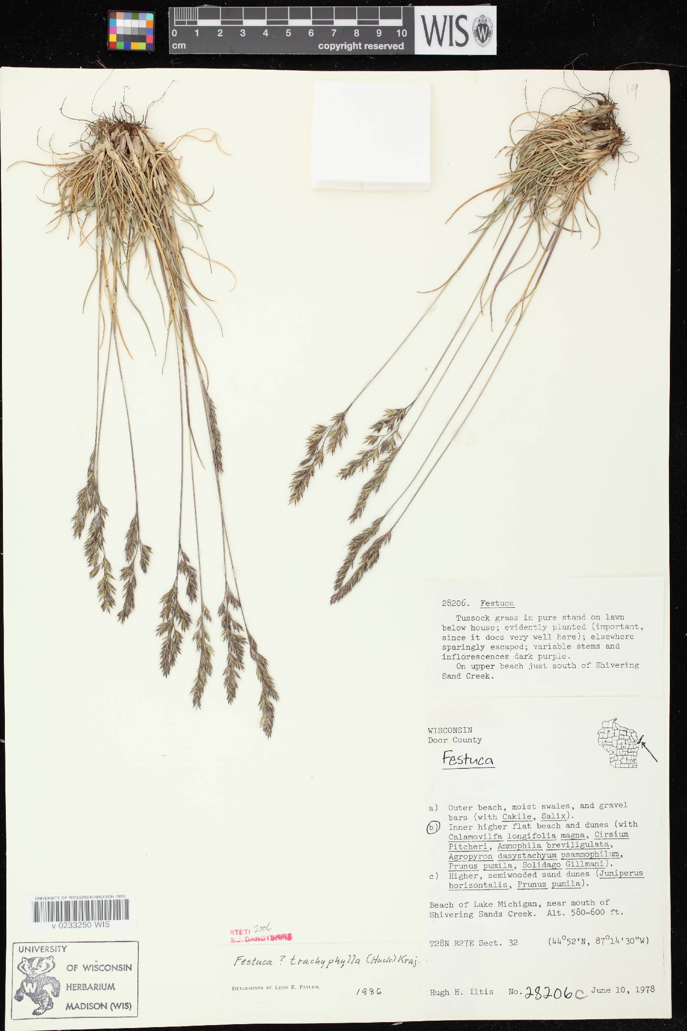 Festuca trachyphylla image