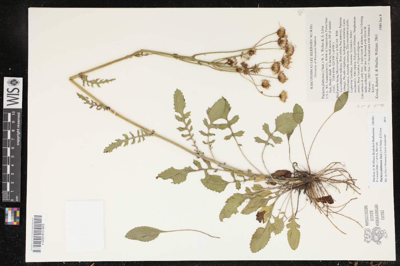 Packera plattensis image