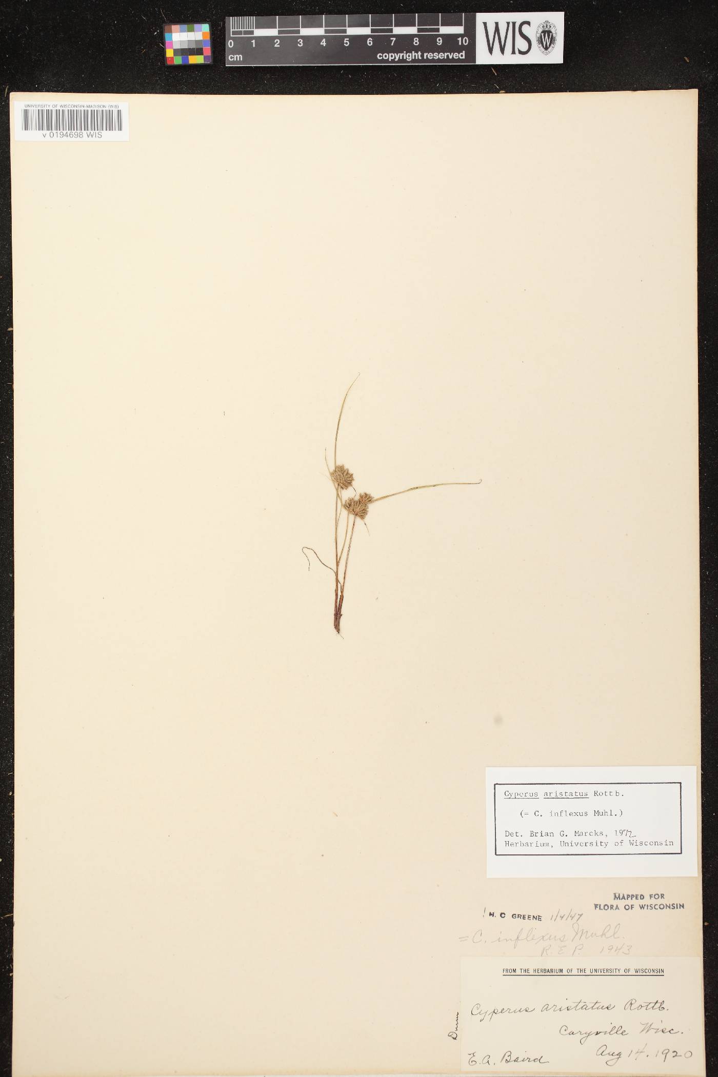 Cyperus squarrosus image