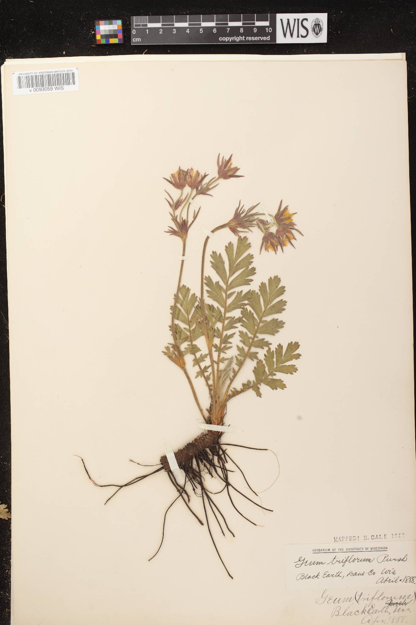 Geum triflorum var. triflorum image