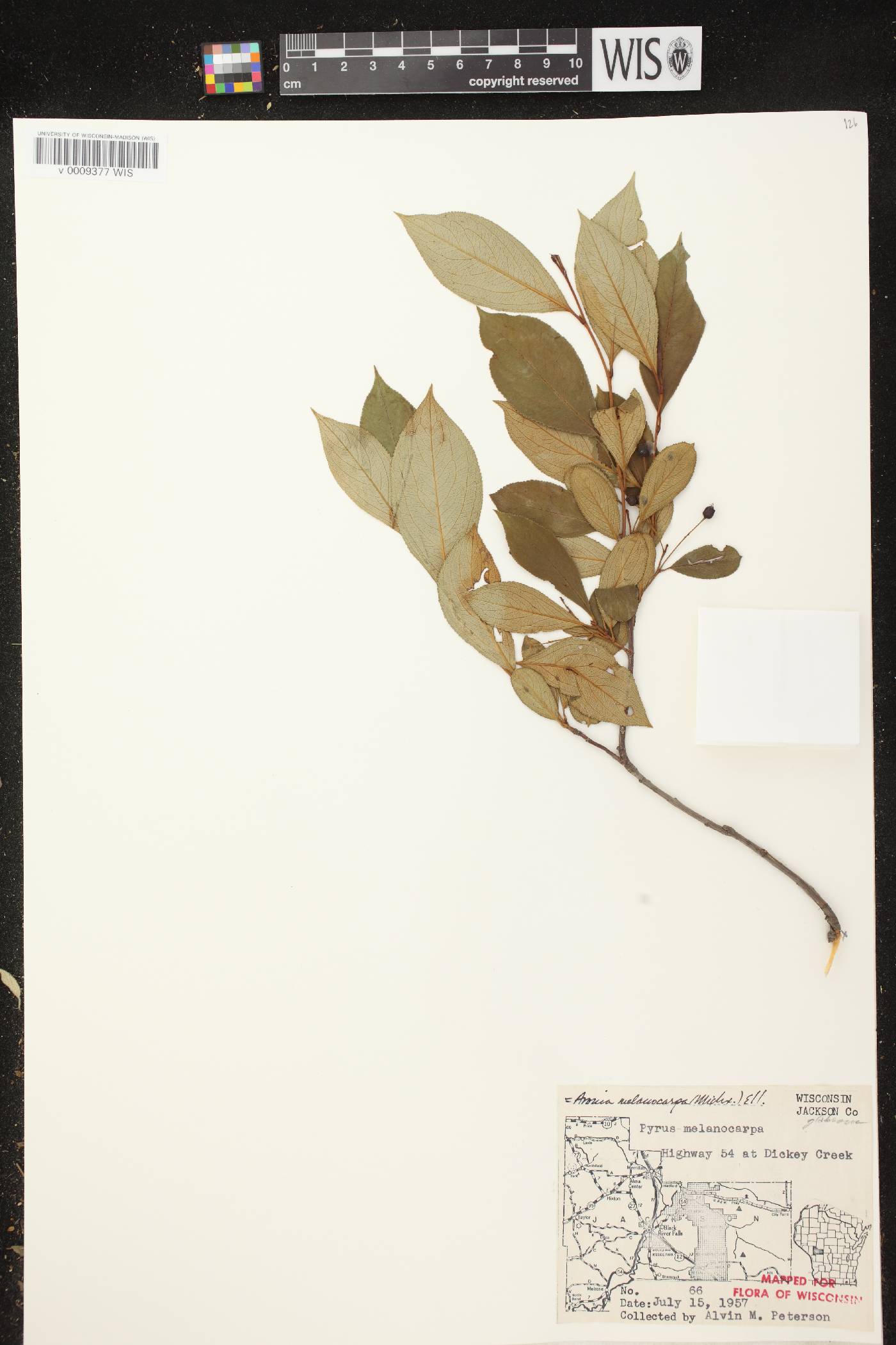 Aronia x prunifolia image