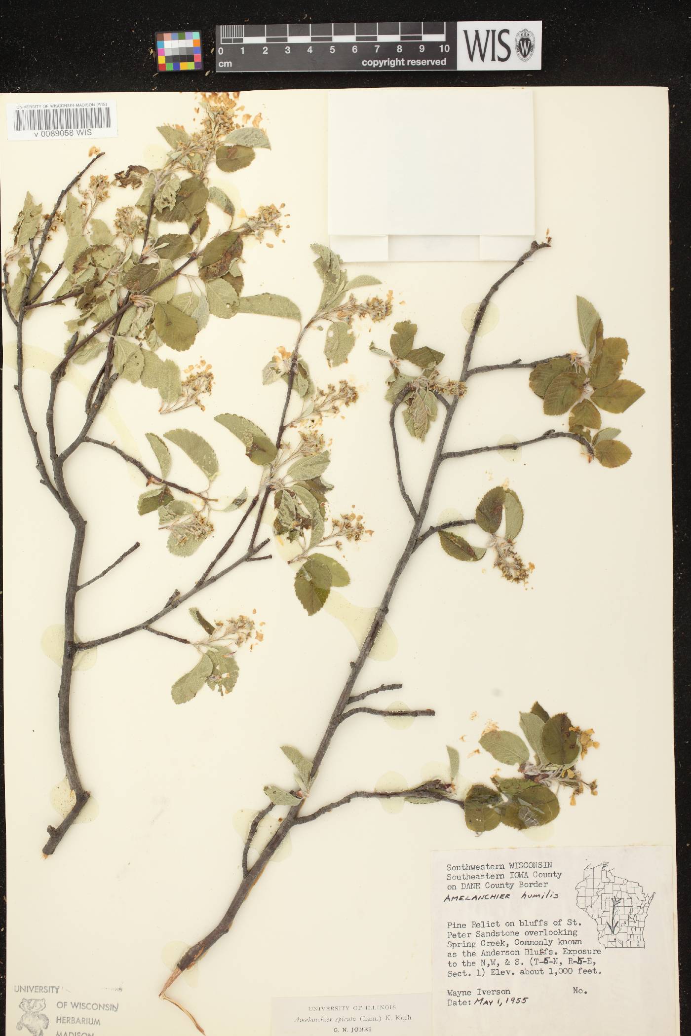 Amelanchier spicata image