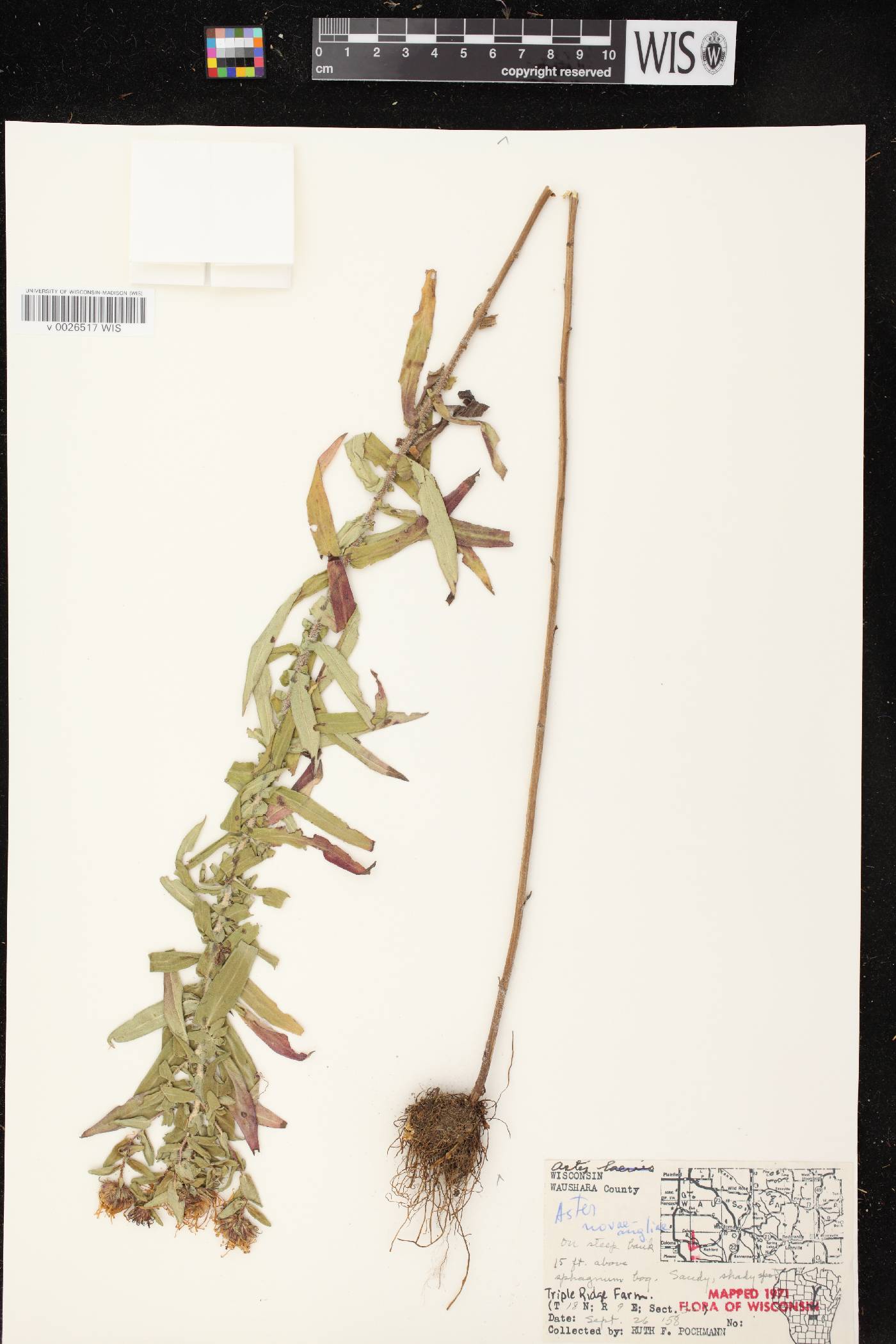 Symphyotrichum novae-angliae image