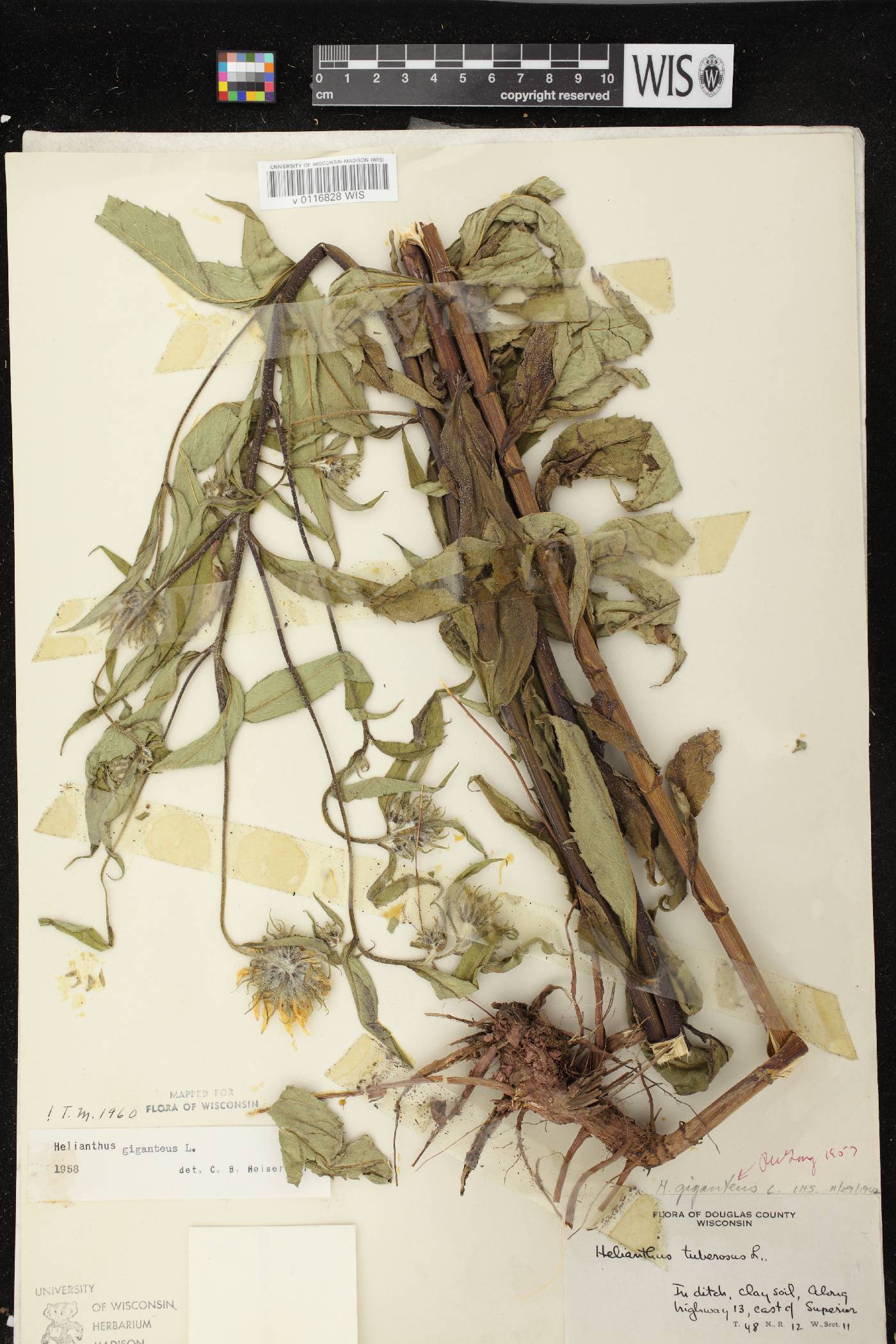 Helianthus giganteus image