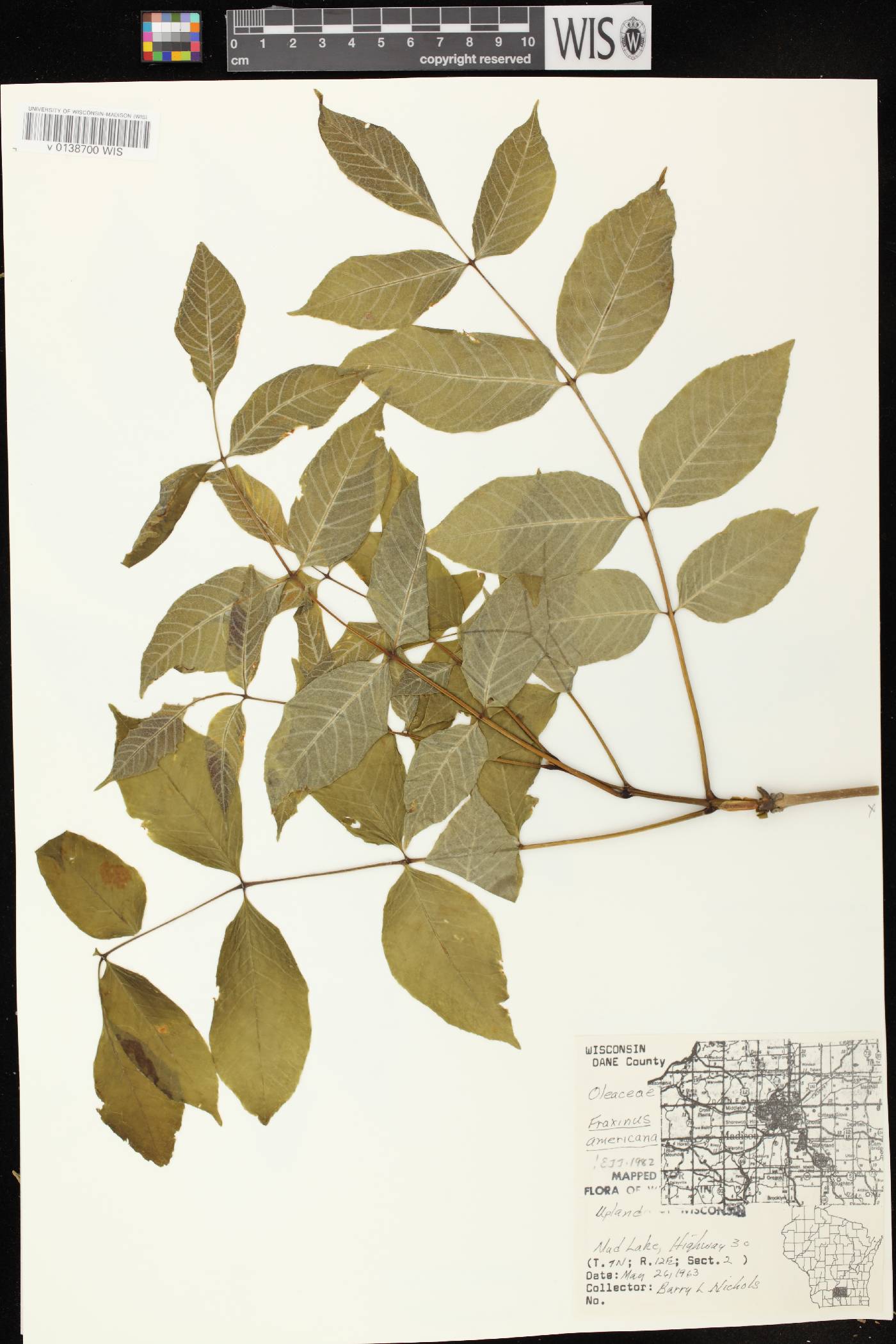 Fraxinus americana image