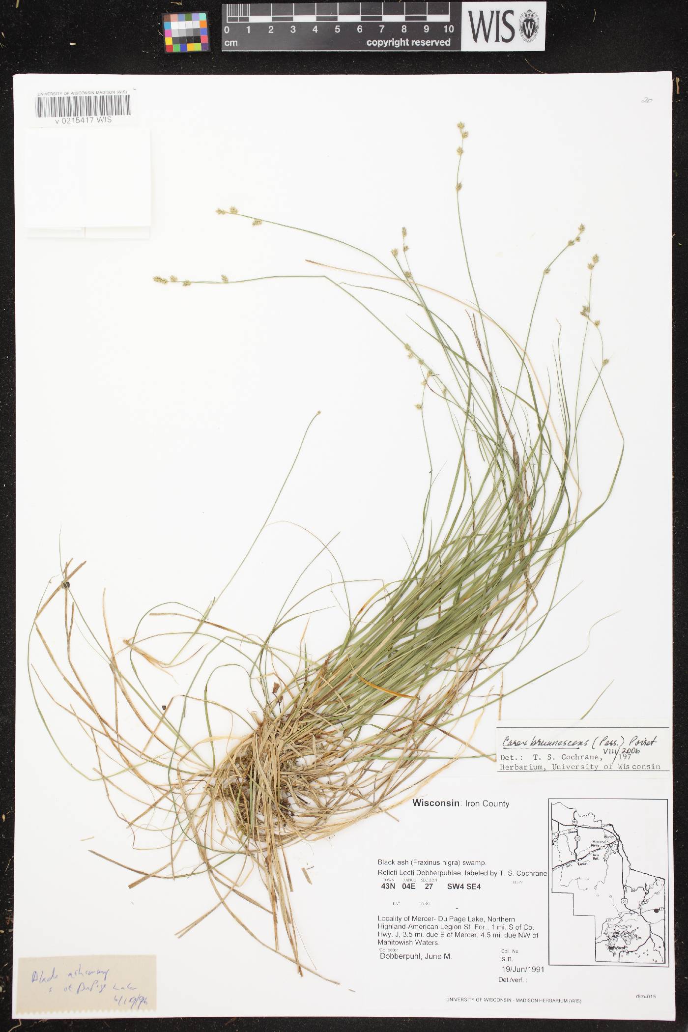 Carex brunnescens subsp. sphaerostachya image