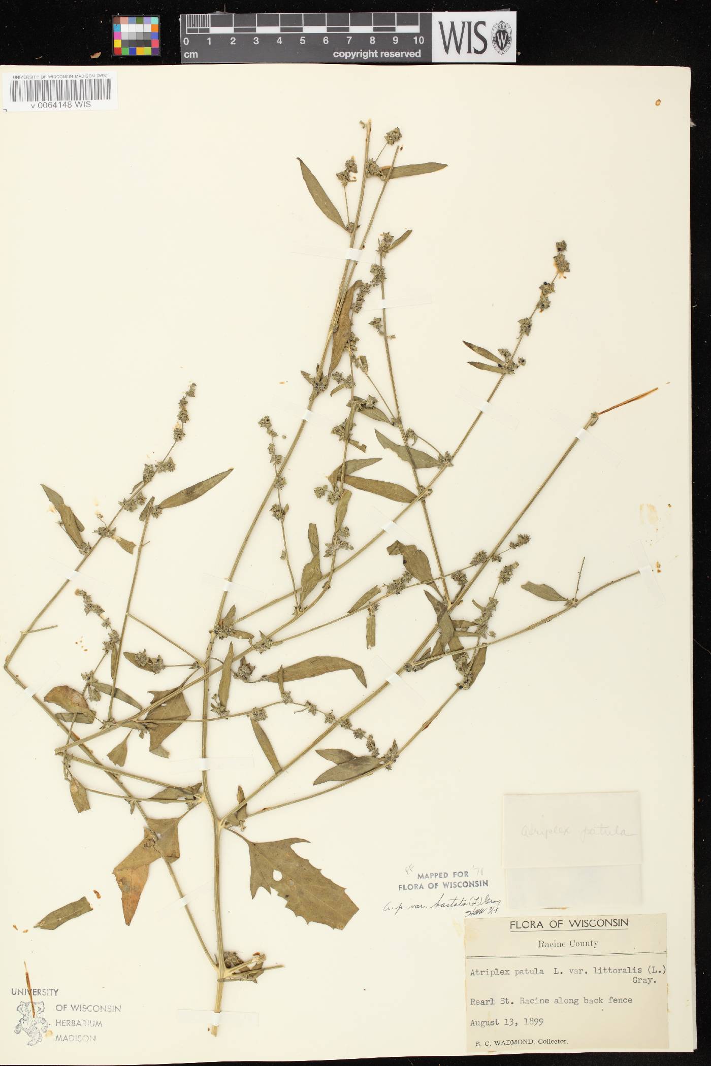 Atriplex prostrata image
