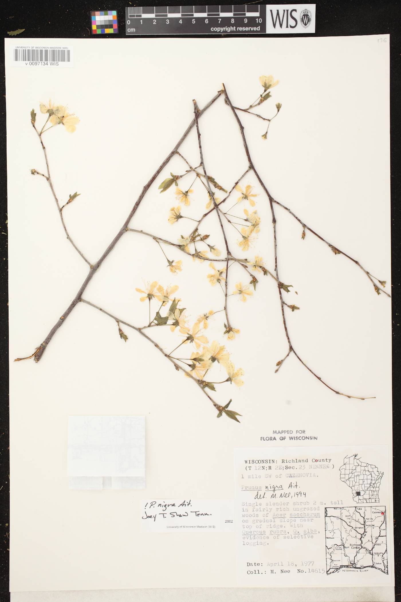 Prunus nigra image