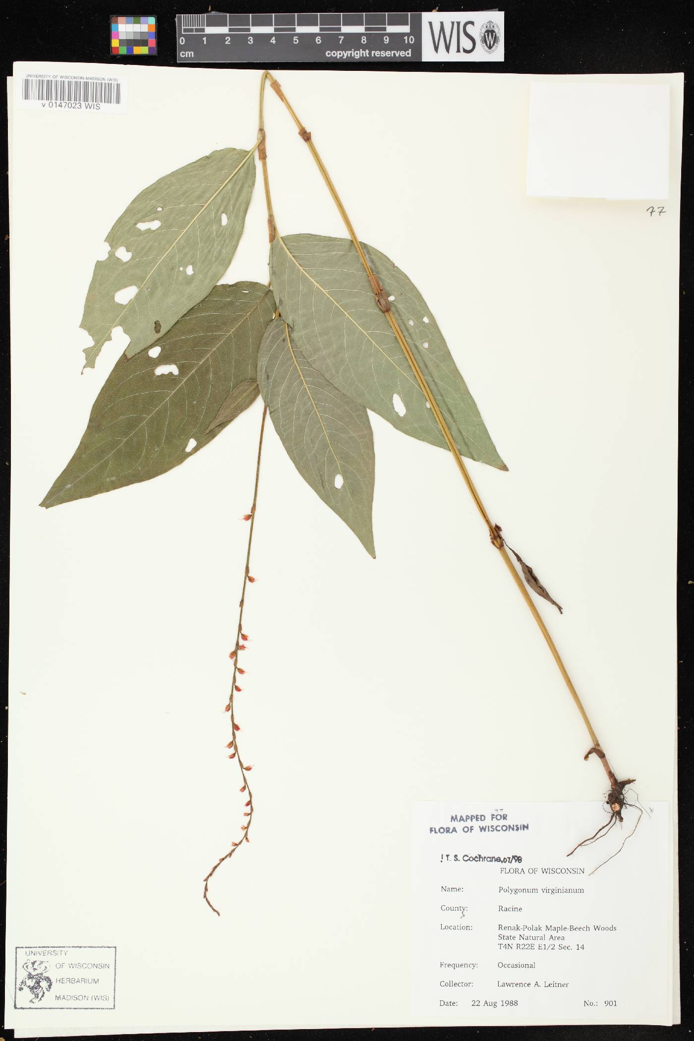 Persicaria virginiana image
