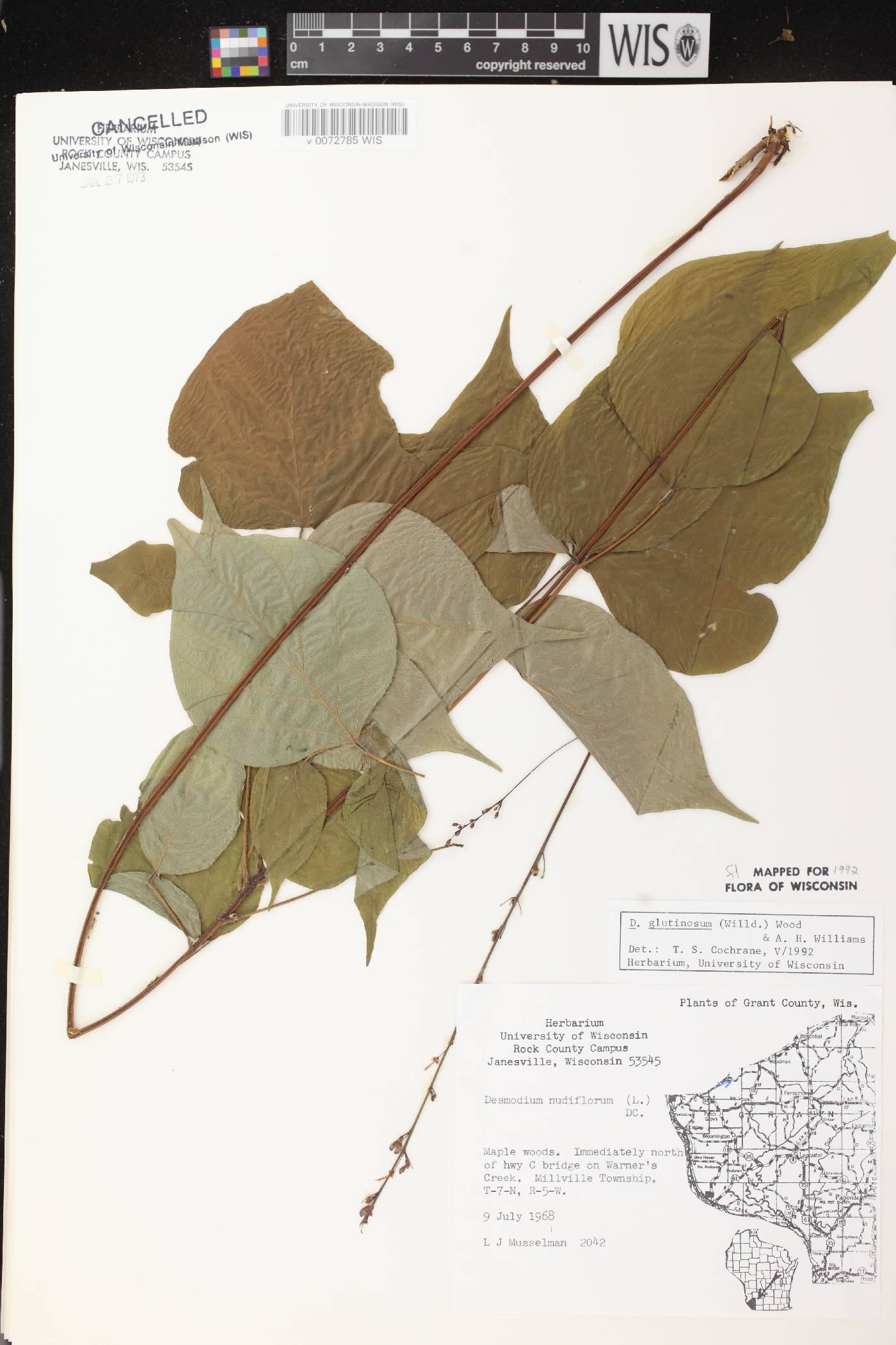 Hylodesmum glutinosum image