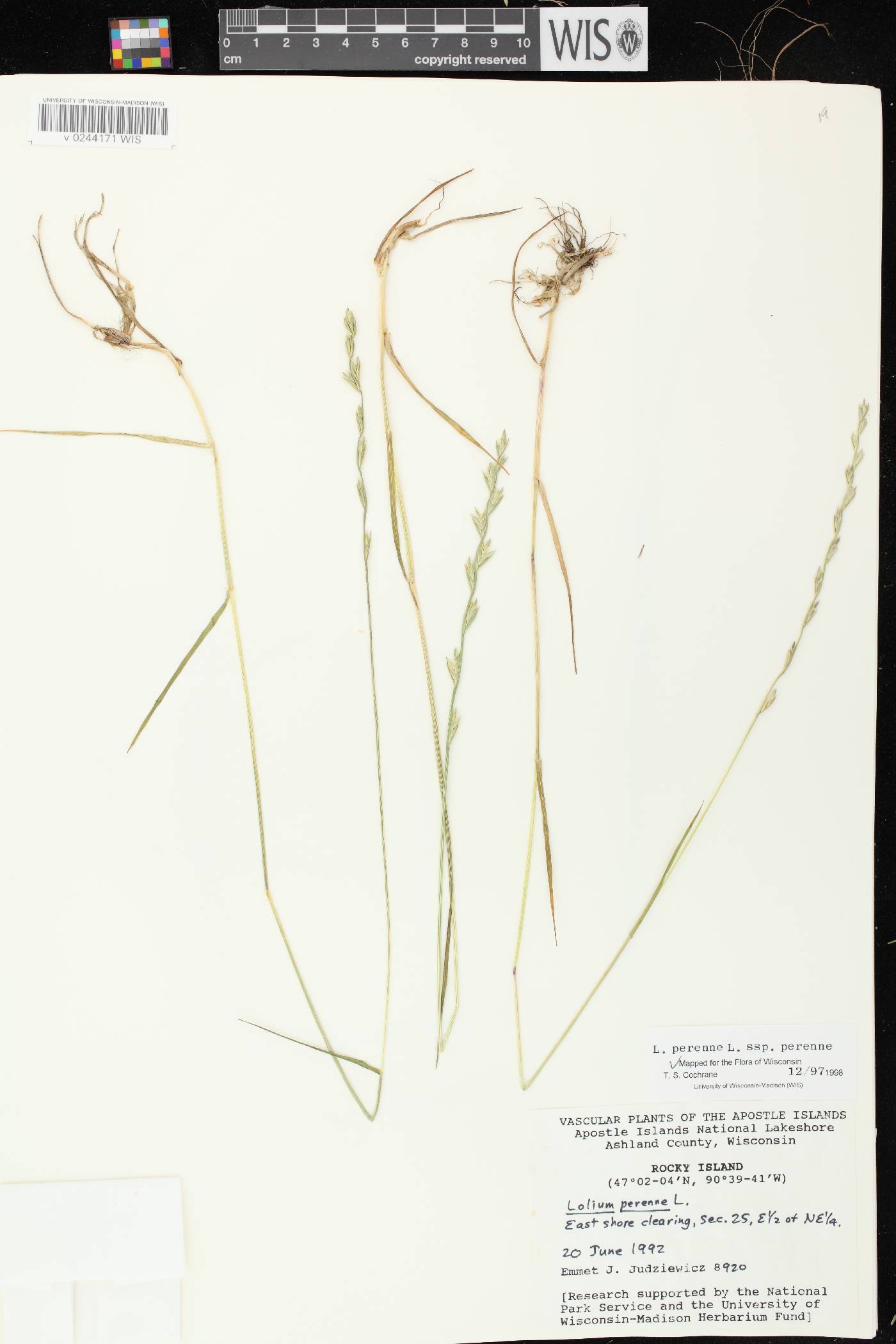 Lolium perenne subsp. perenne image