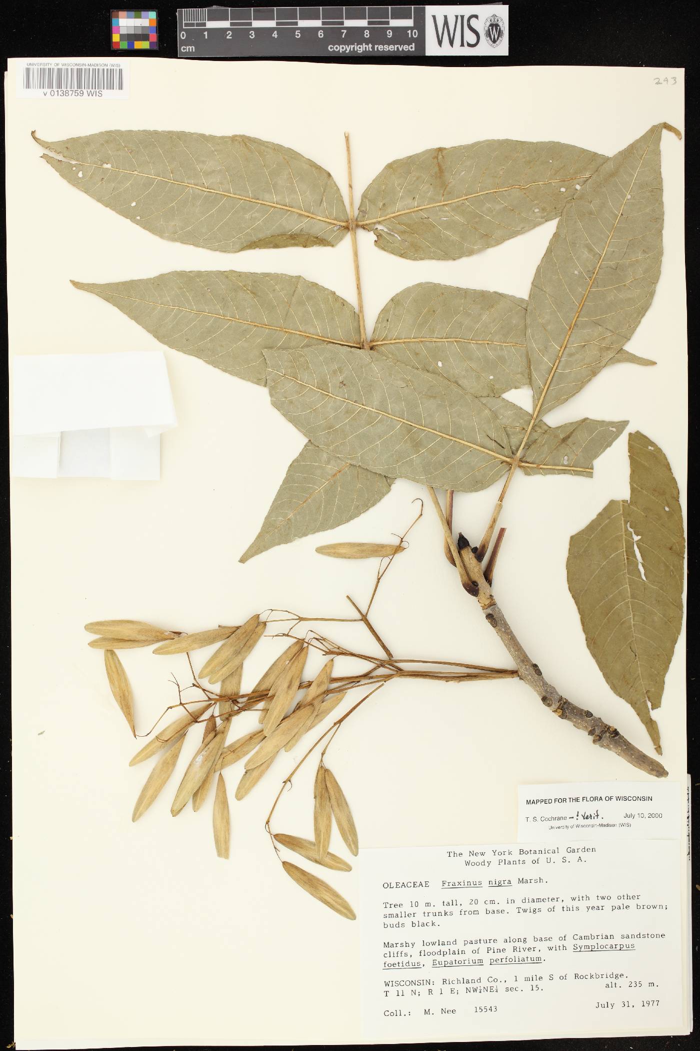 Fraxinus nigra image