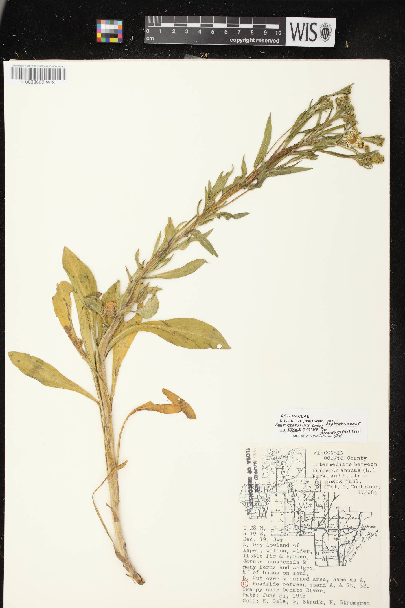 Erigeron strigosus var. septentrionalis image