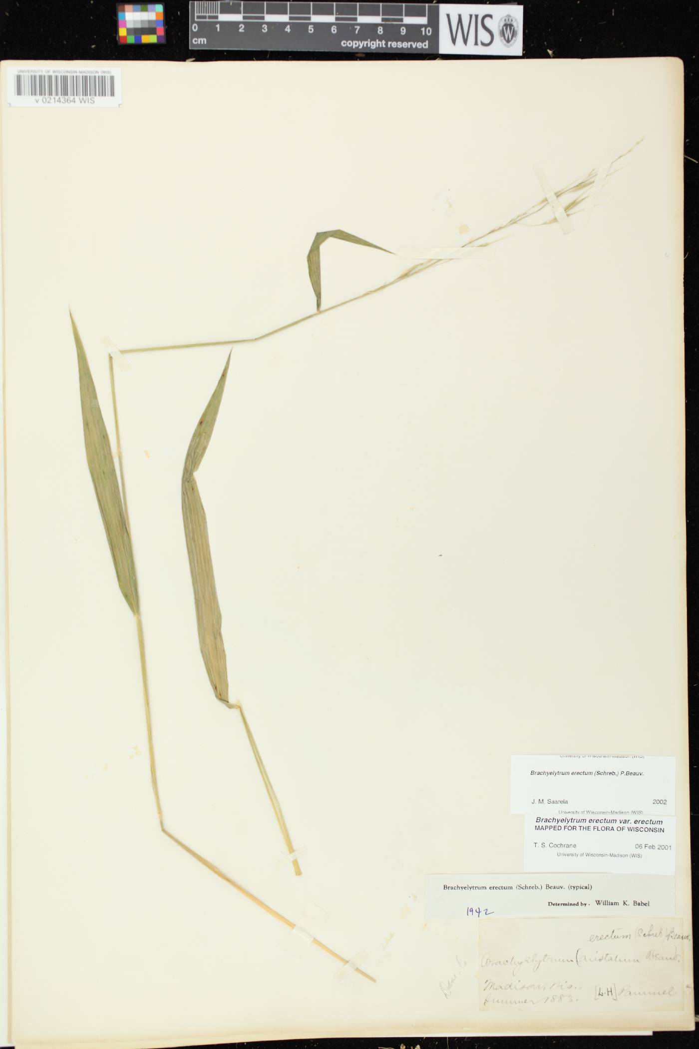 Brachyelytrum erectum image