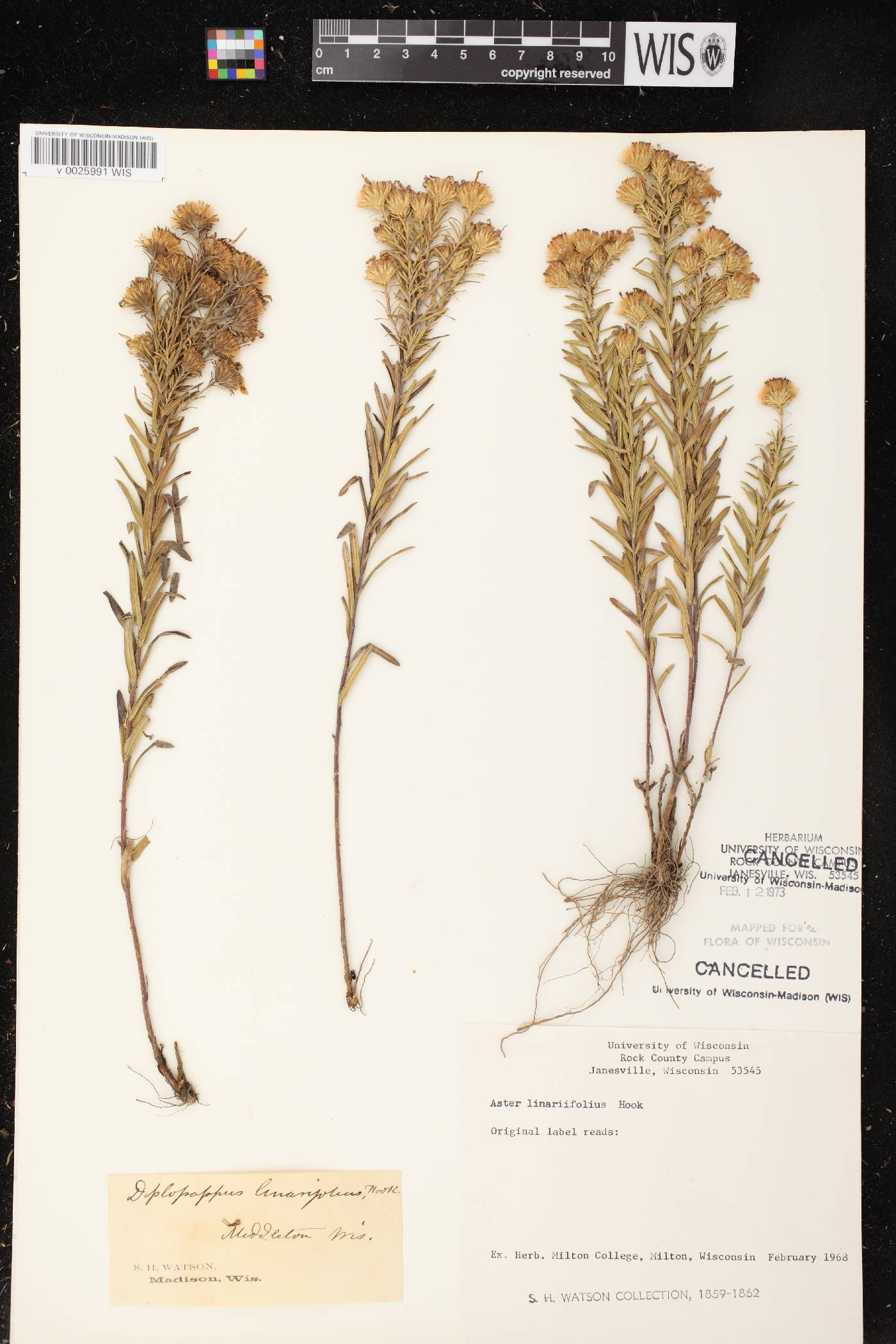 Ionactis linariifolia image