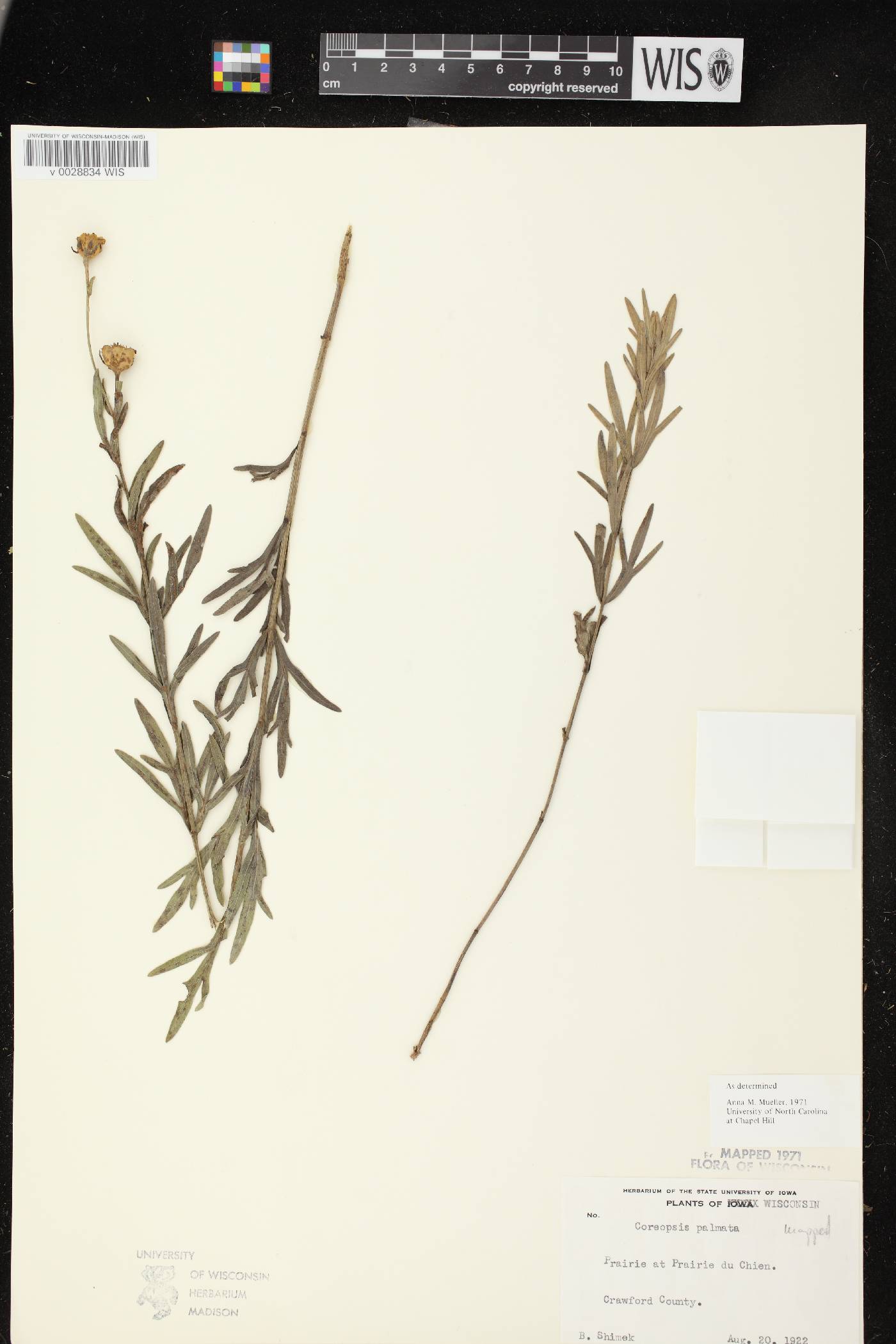 Coreopsis palmata image