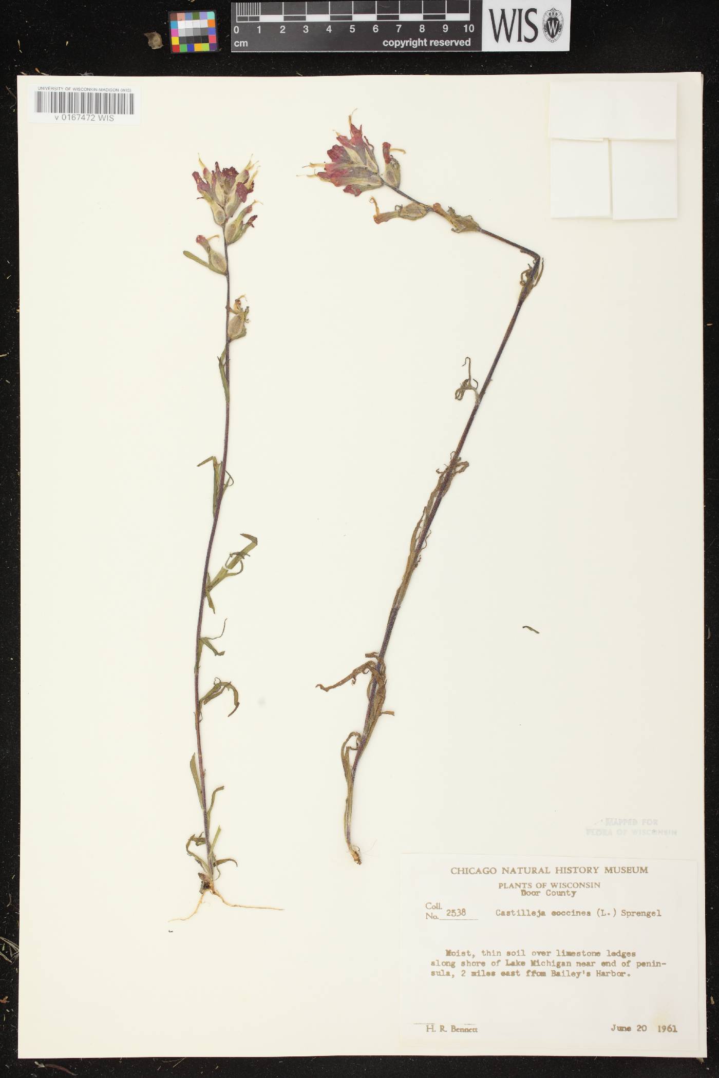 Castilleja coccinea image