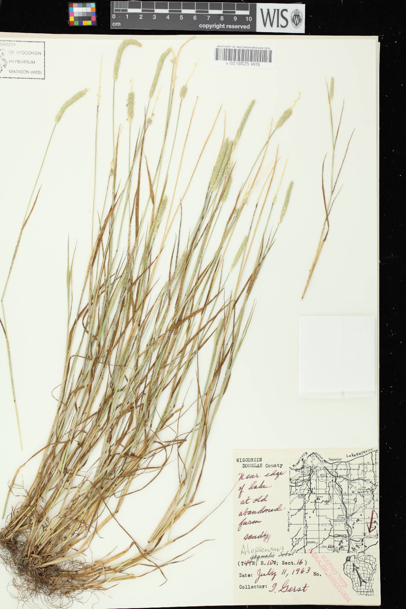 Alopecurus aequalis image