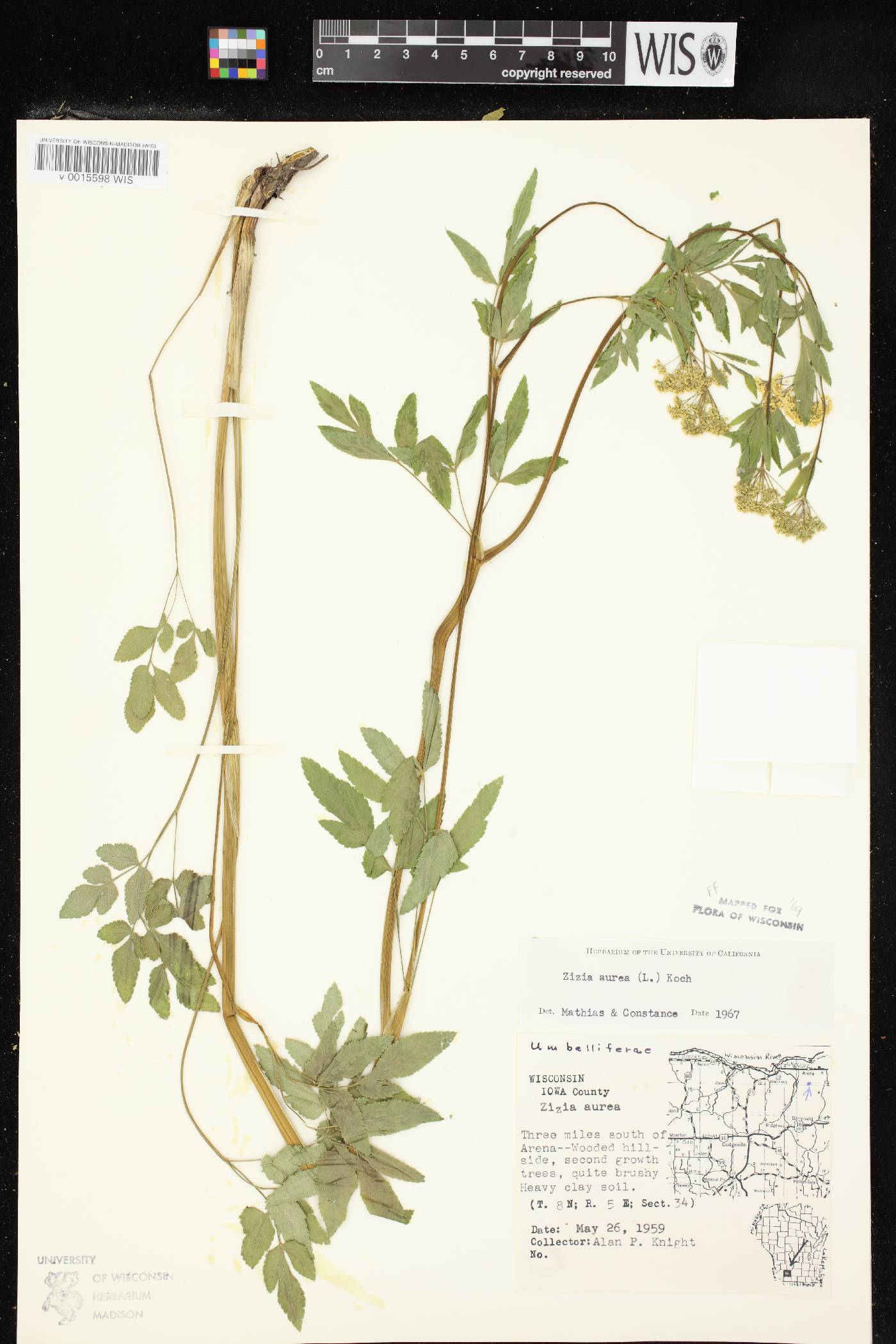 Zizia aurea image