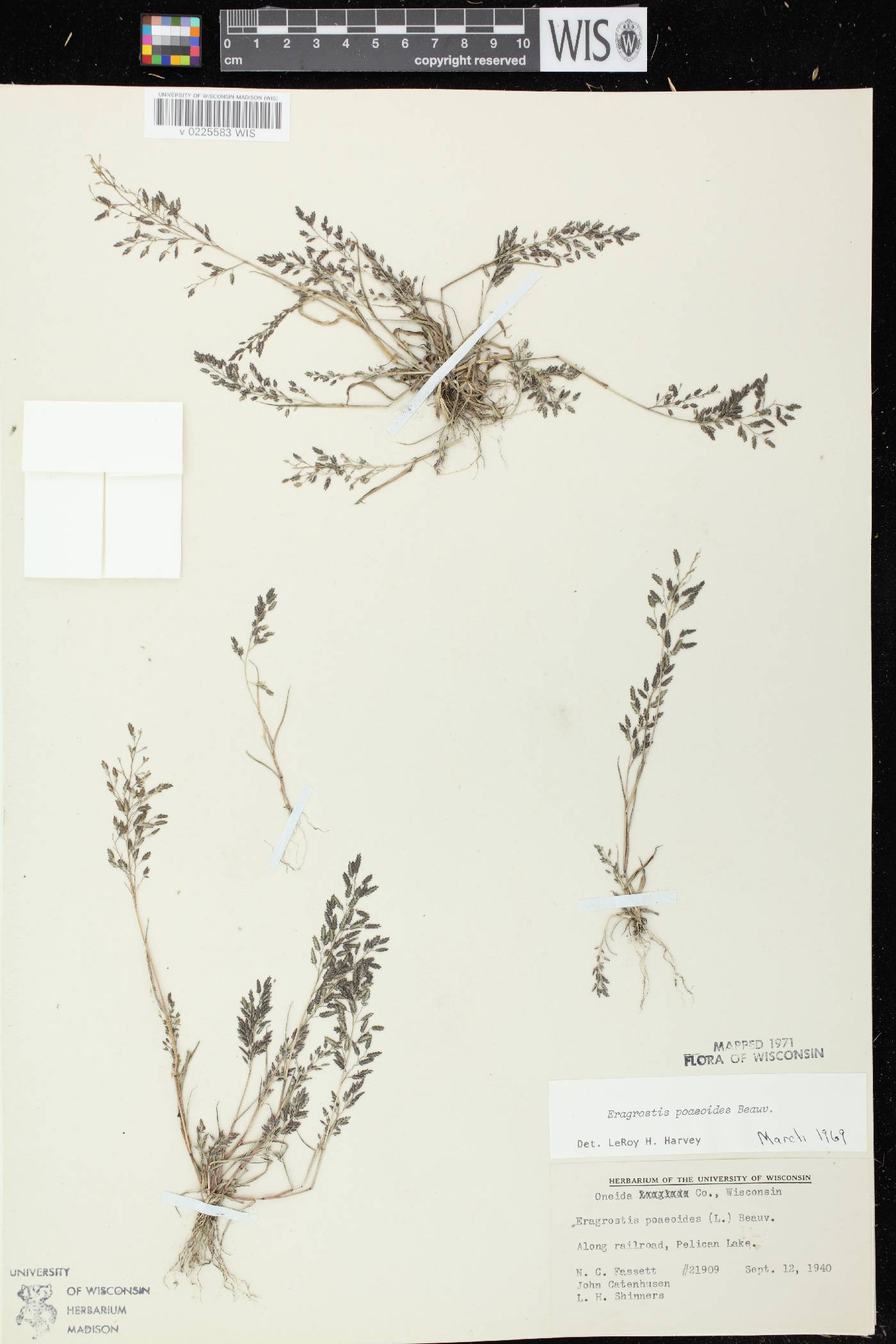 Eragrostis minor image