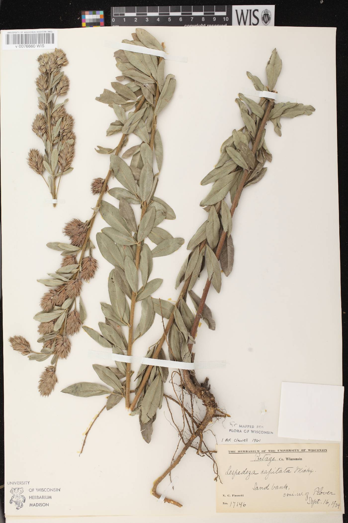 Lespedeza capitata image