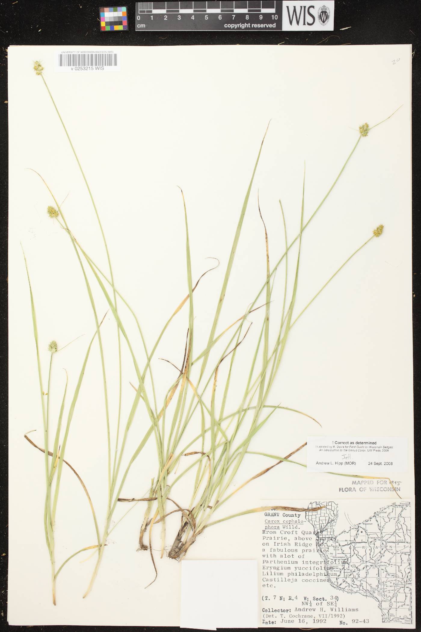 Carex cephalophora image