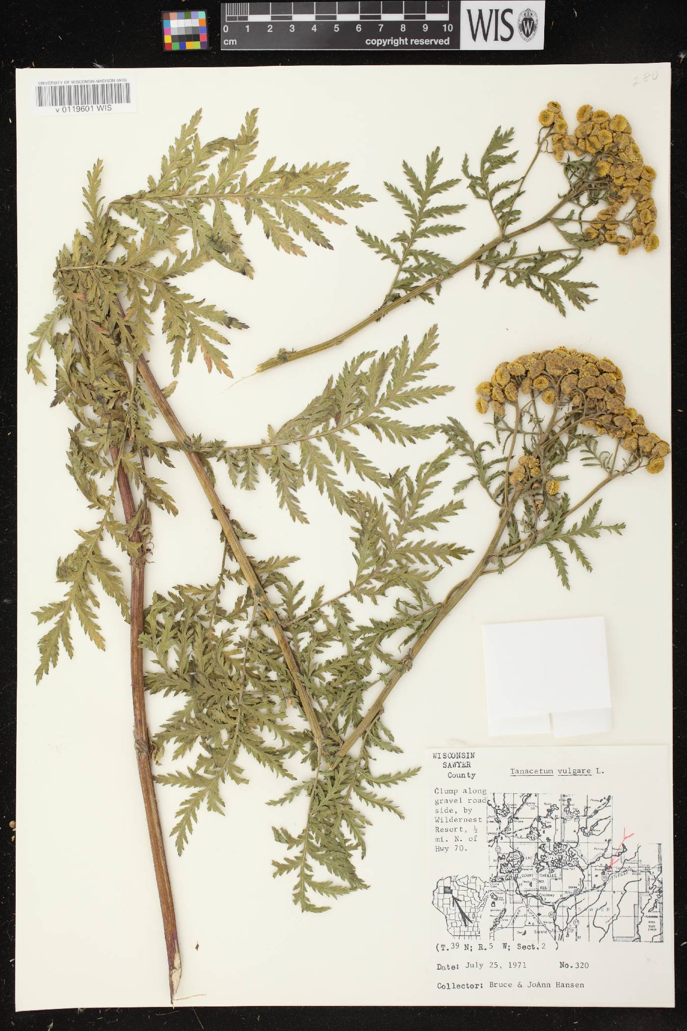 Tanacetum vulgare image