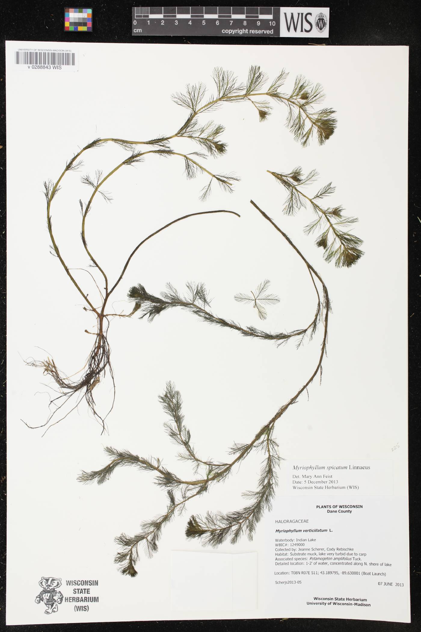 Myriophyllum spicatum image