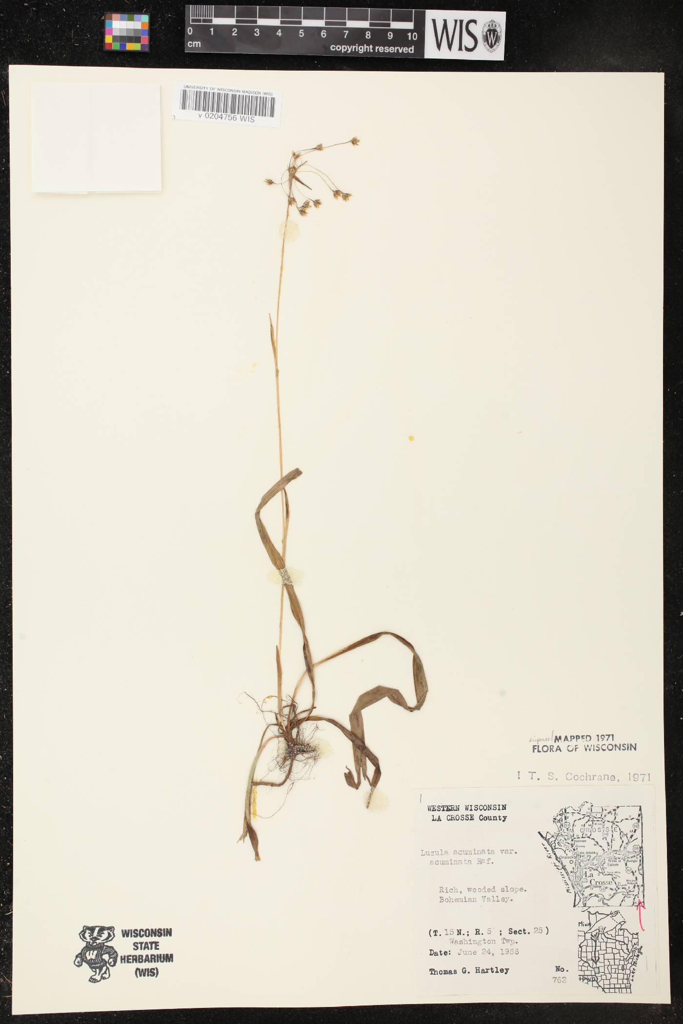 Luzula acuminata var. acuminata image