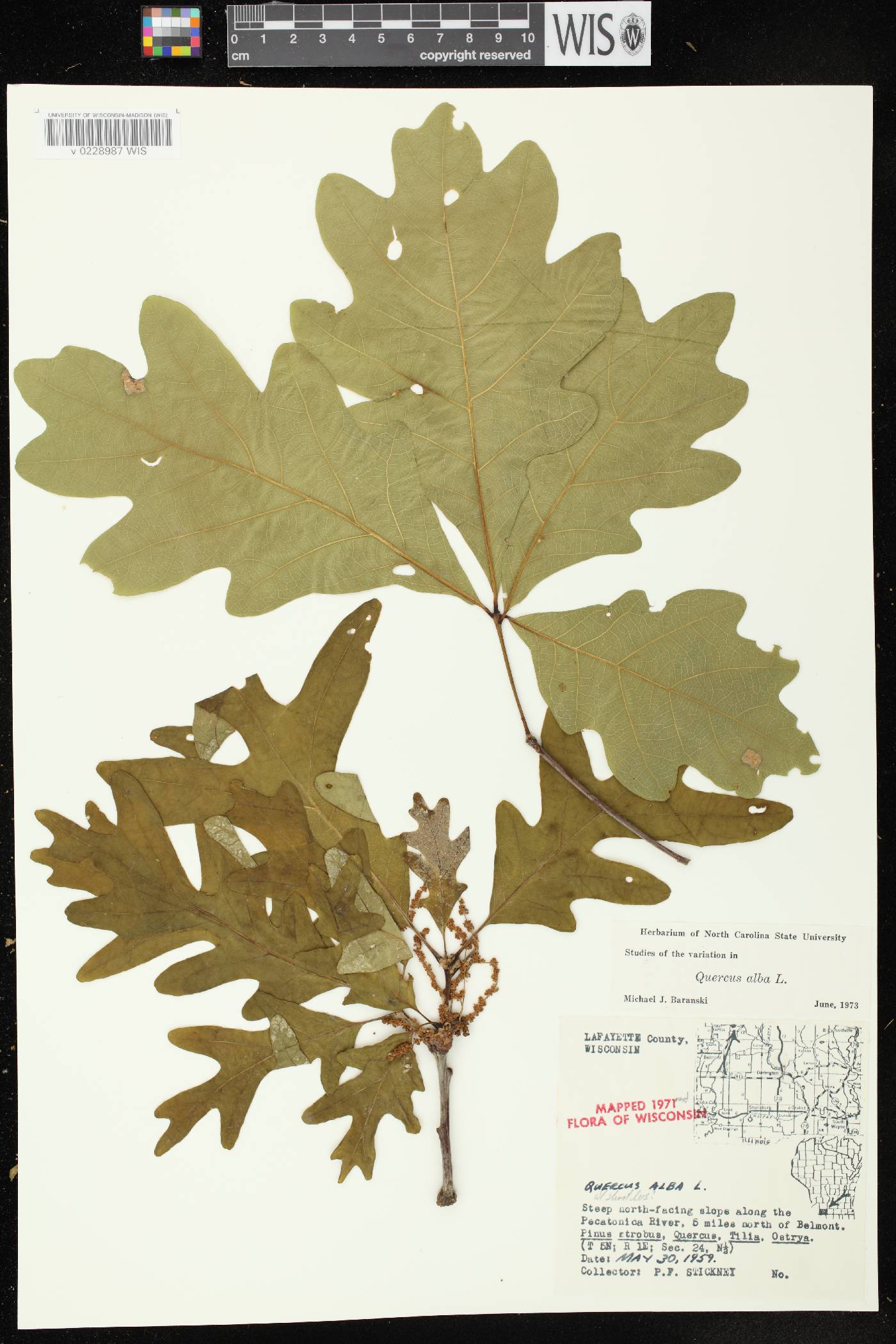 Quercus alba image
