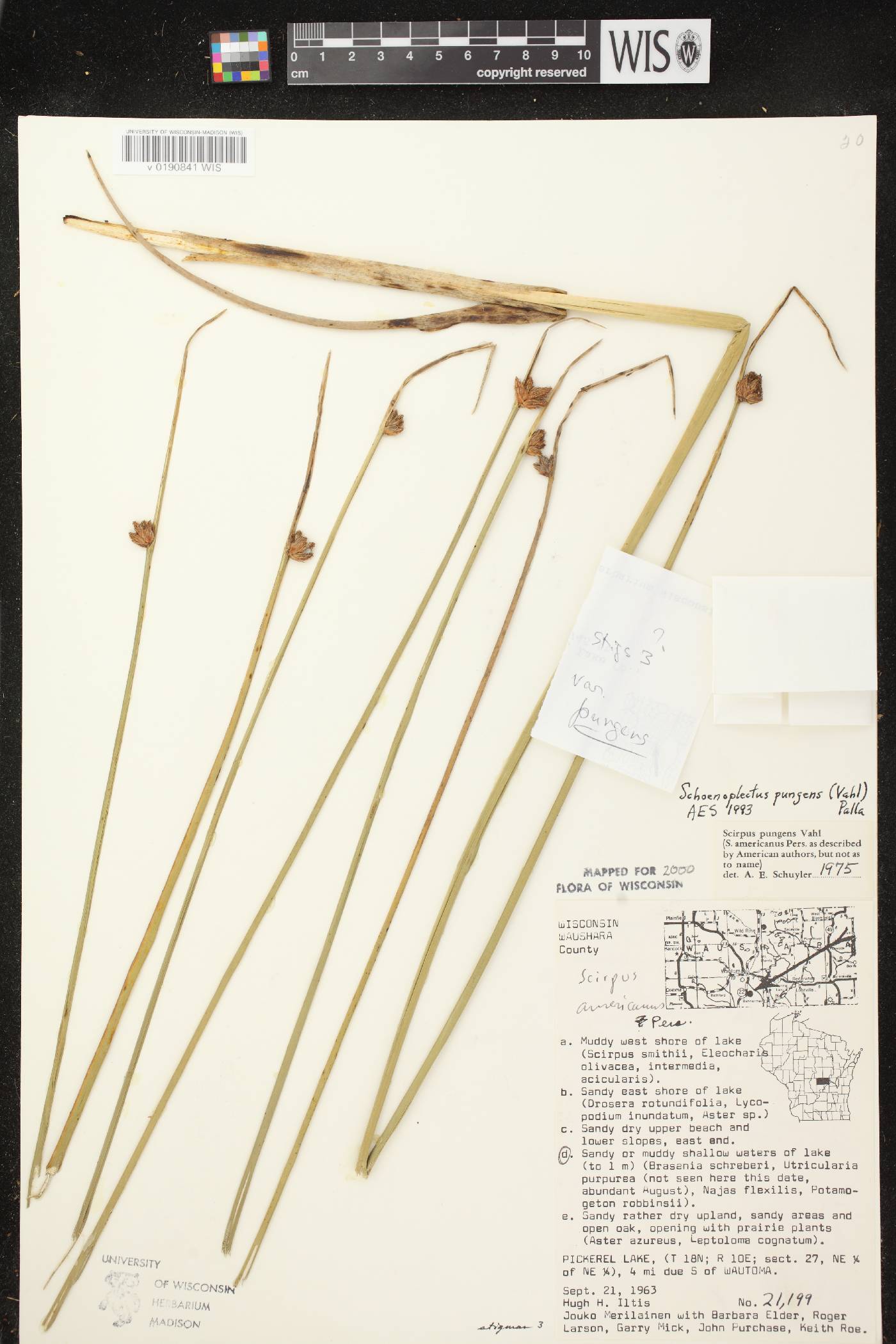 Schoenoplectus pungens image
