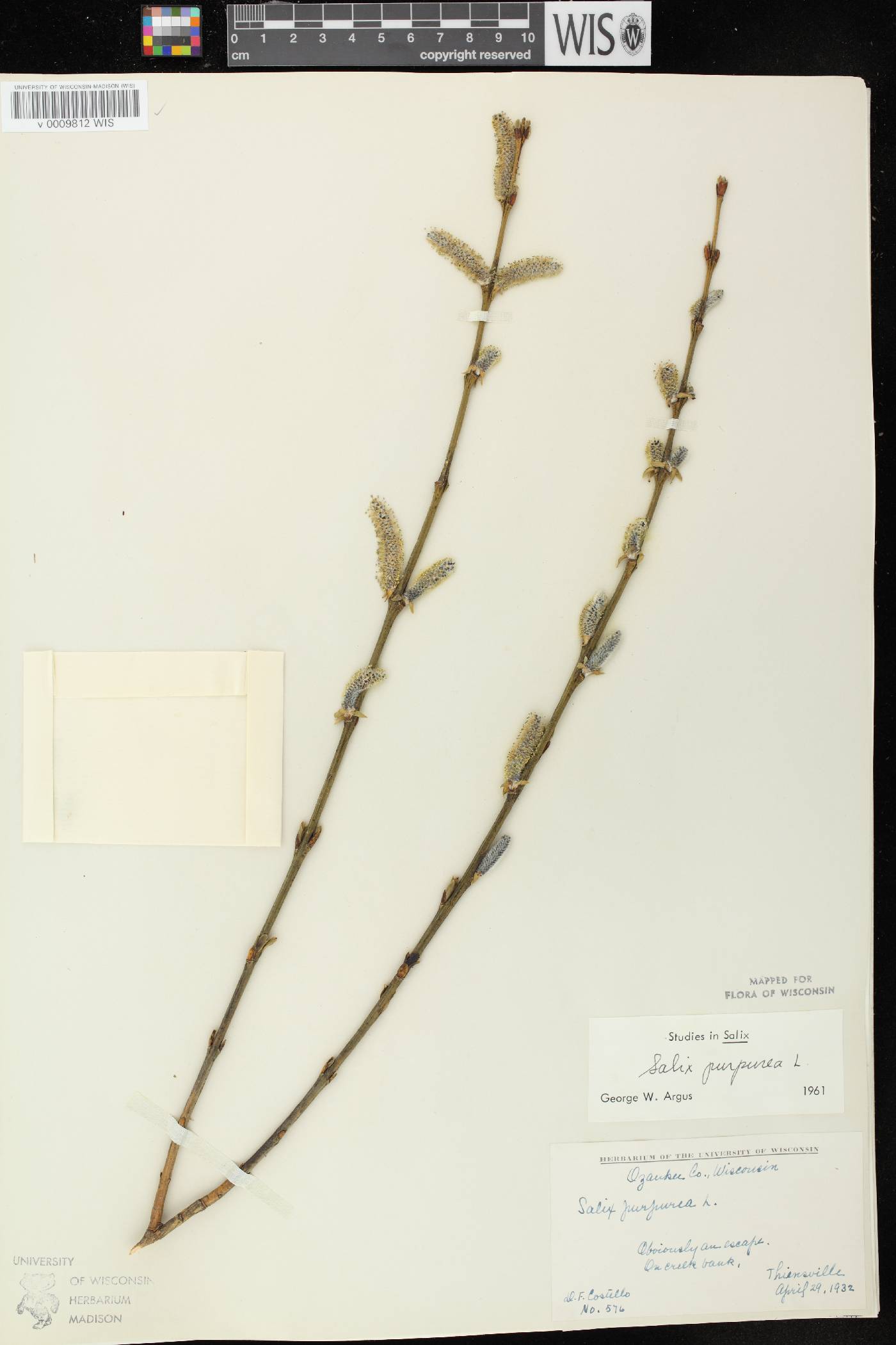 Salix purpurea image