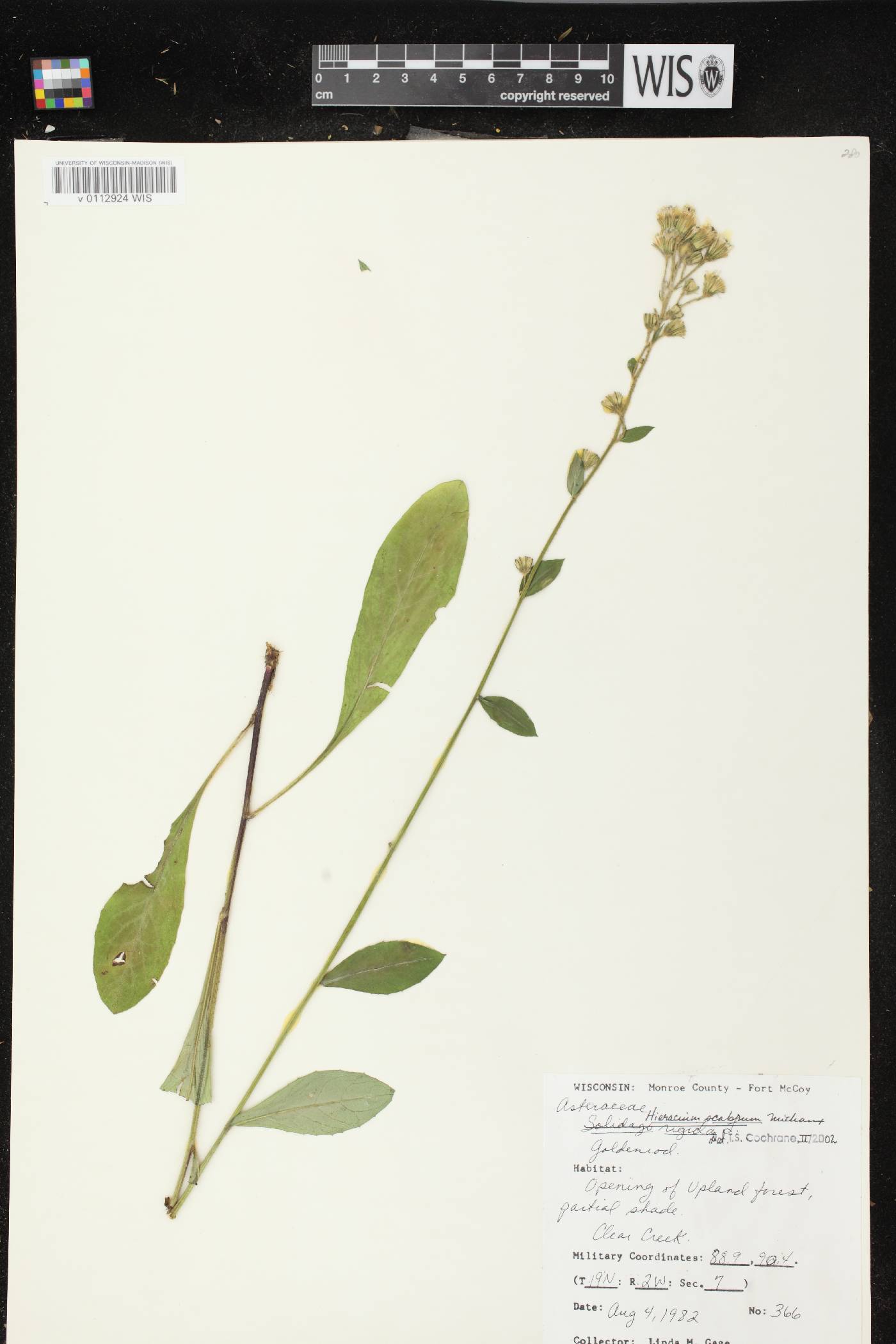 Hieracium scabrum image