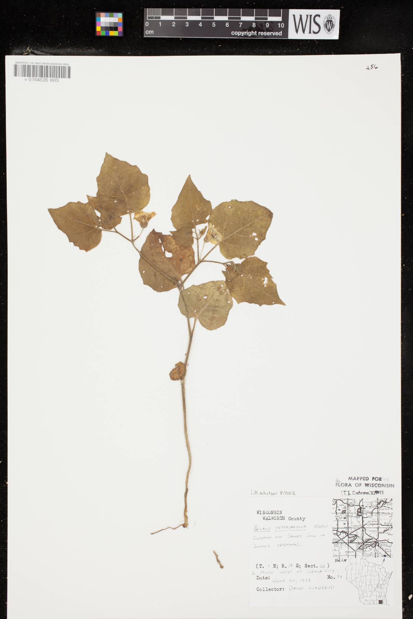 Physalis heterophylla var. heterophylla image