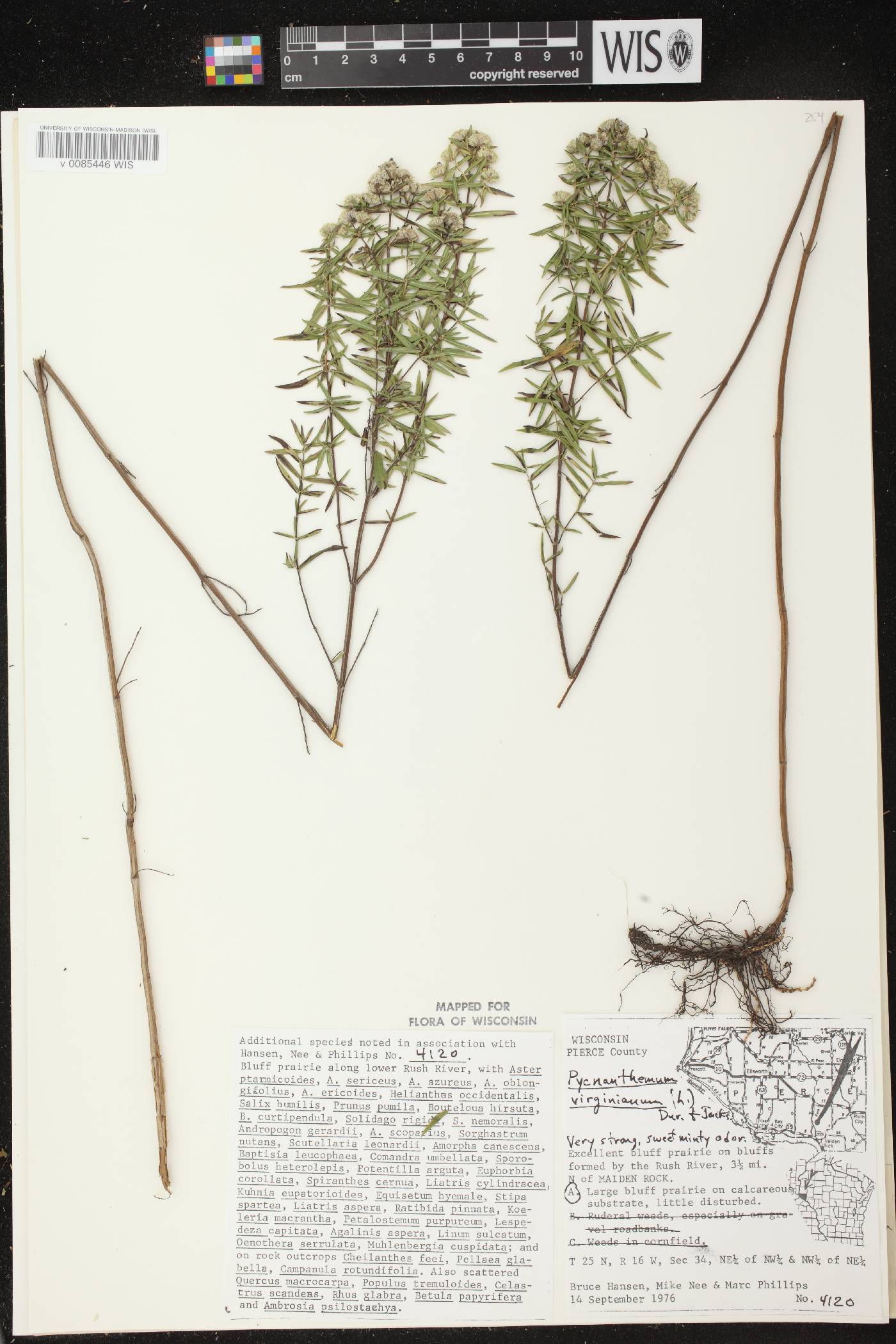 Pycnanthemum virginianum image