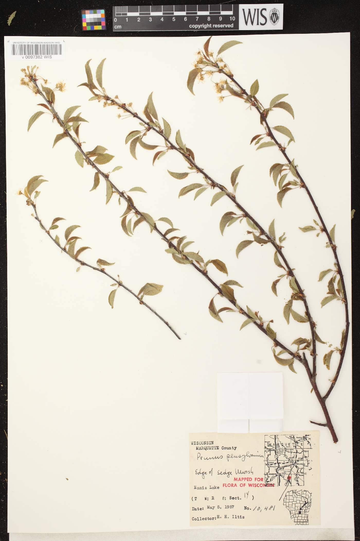 Prunus pensylvanica image