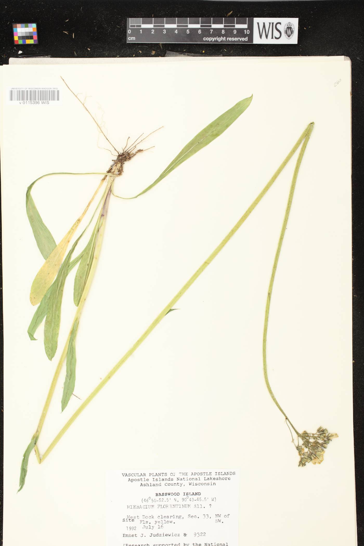 Hieracium piloselloides image