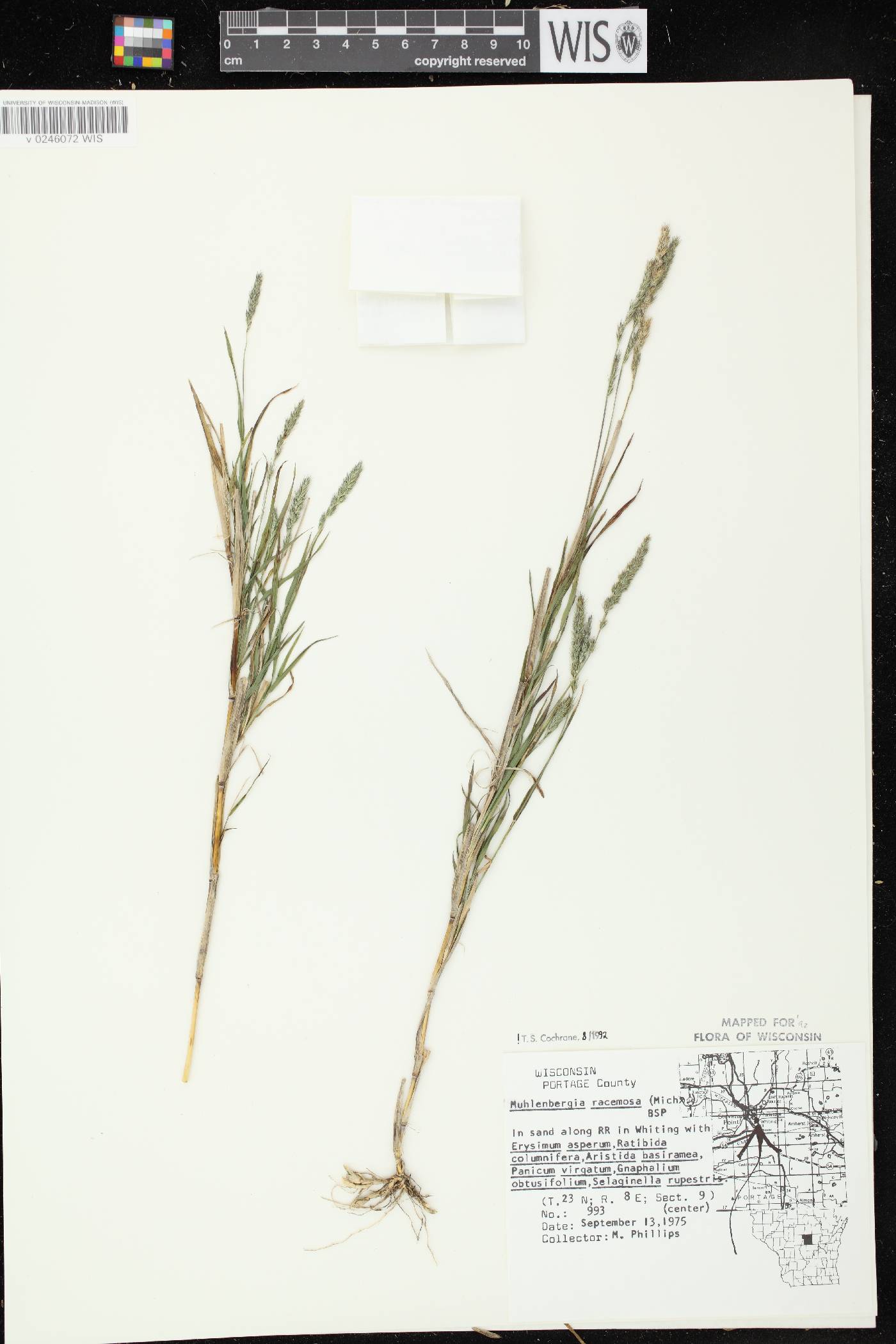 Muhlenbergia racemosa image