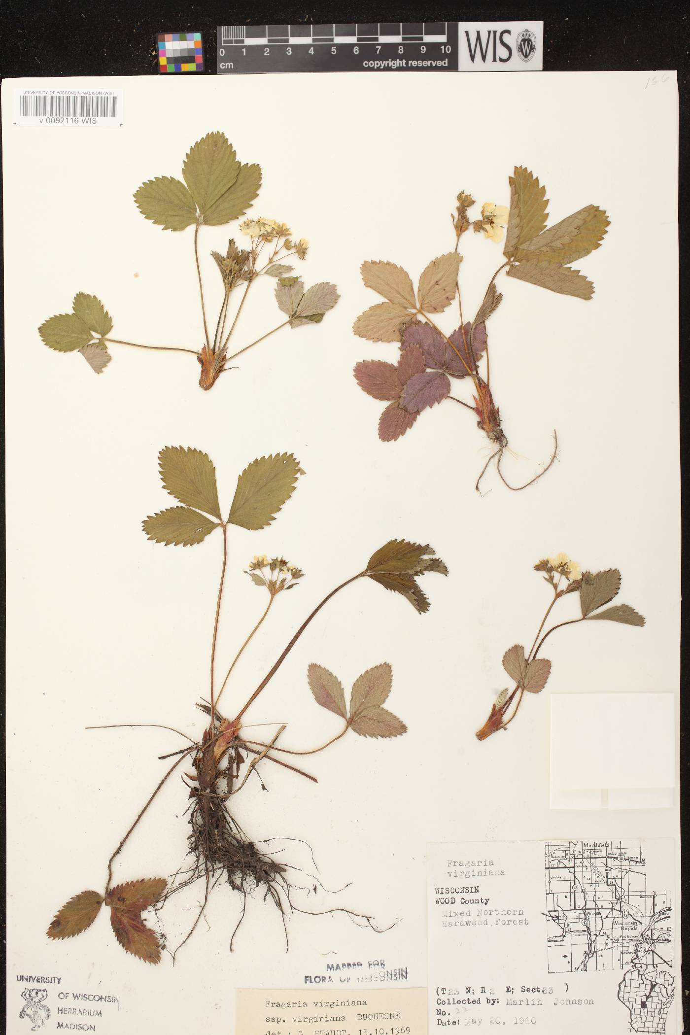 Fragaria virginiana image