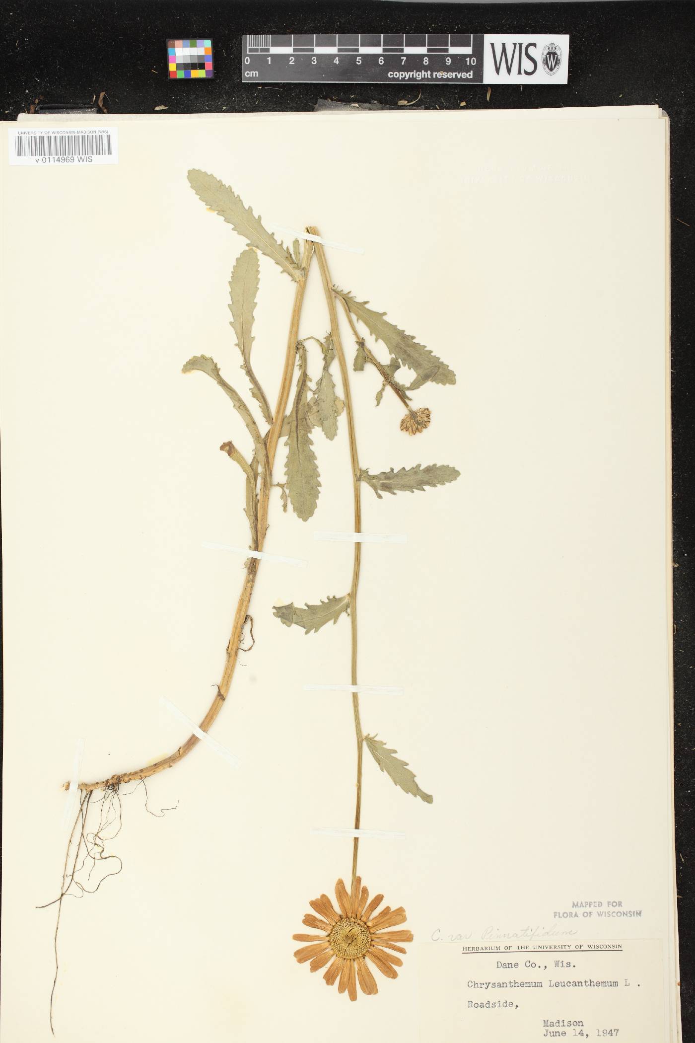 Leucanthemum vulgare image